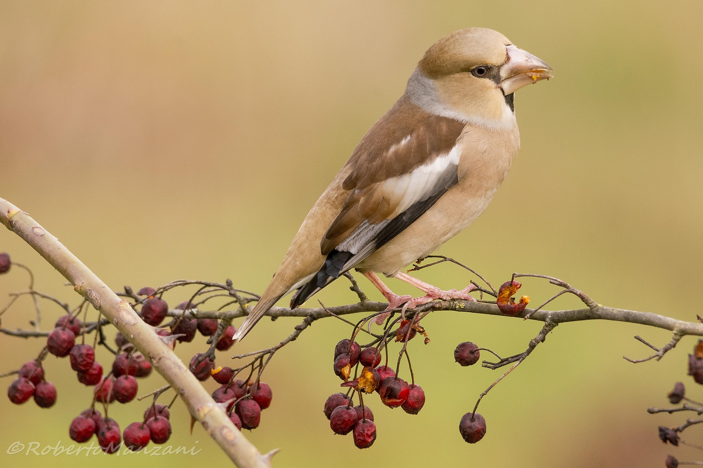 Hawfinch on hawthorn 2