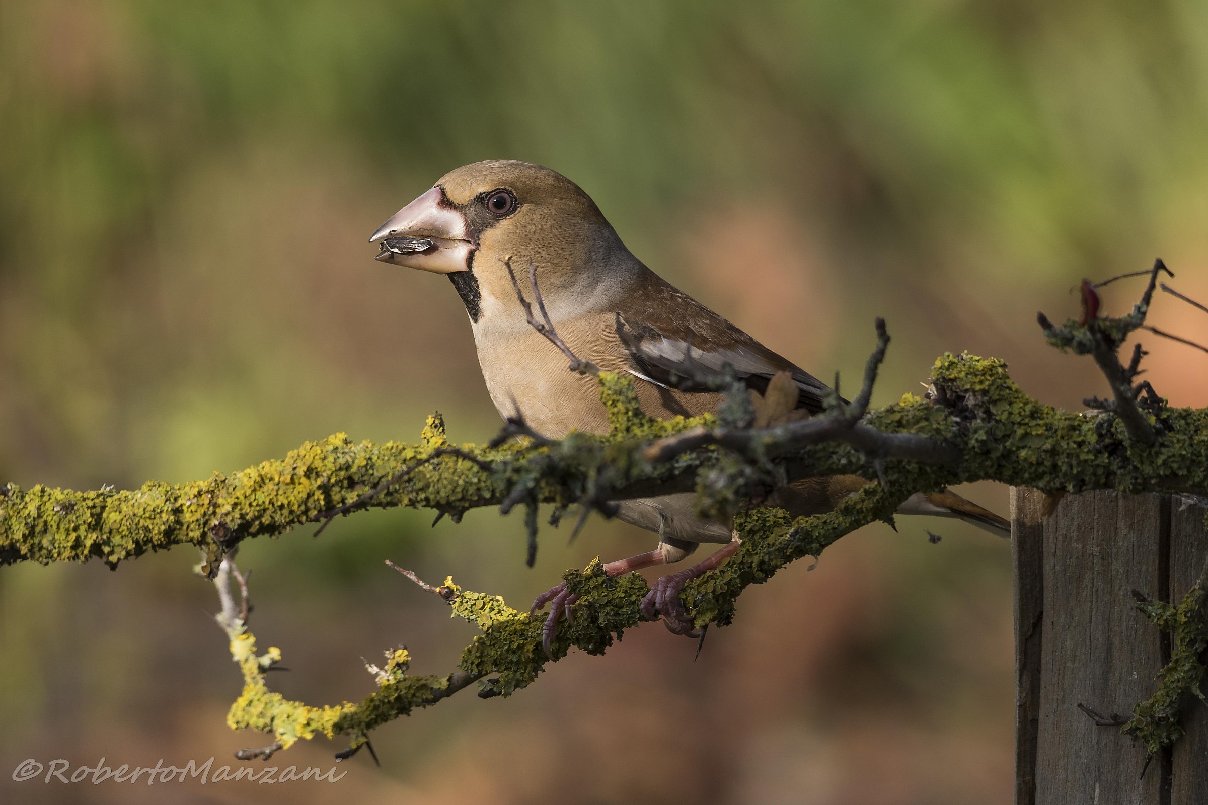 Hawfinch
