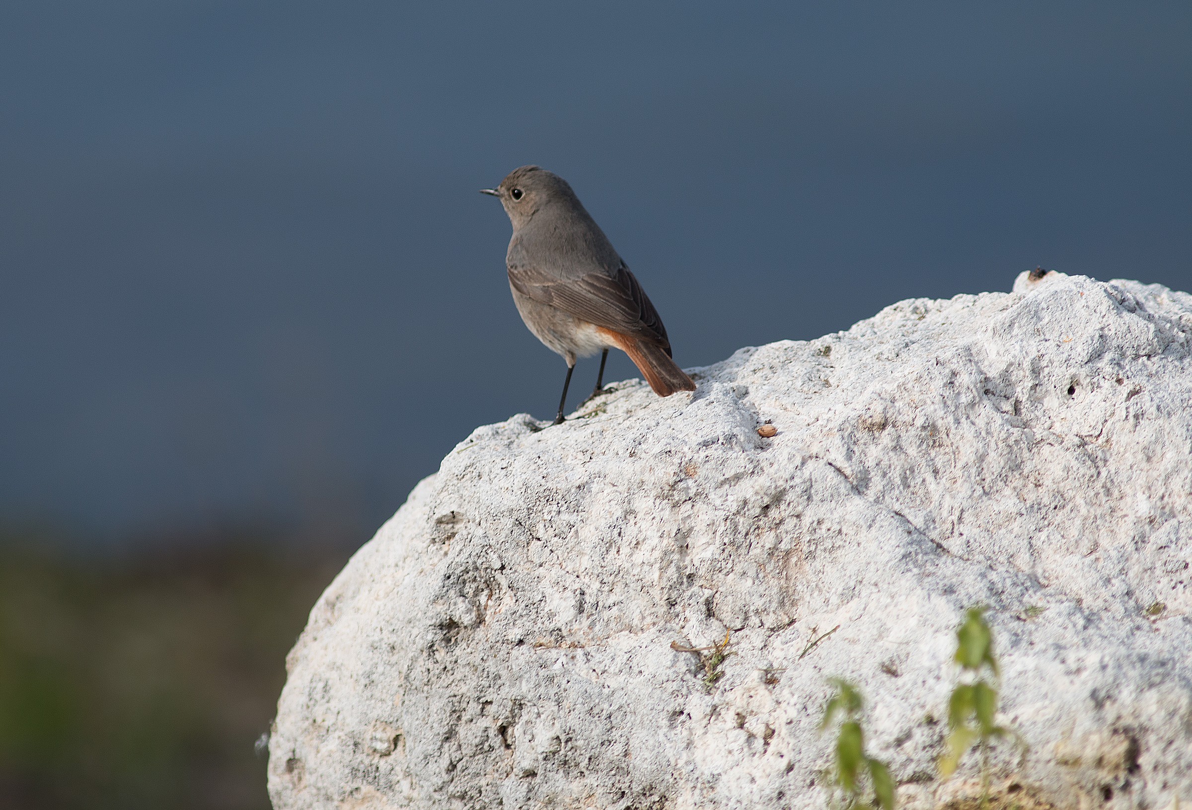 Codirosso (Phoenicurus ochruros)