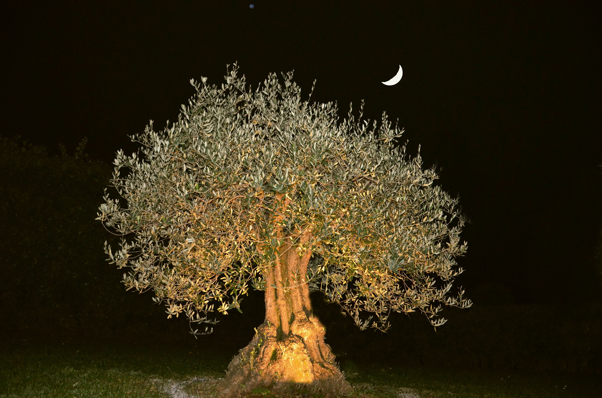 L 'olive tree and the moon