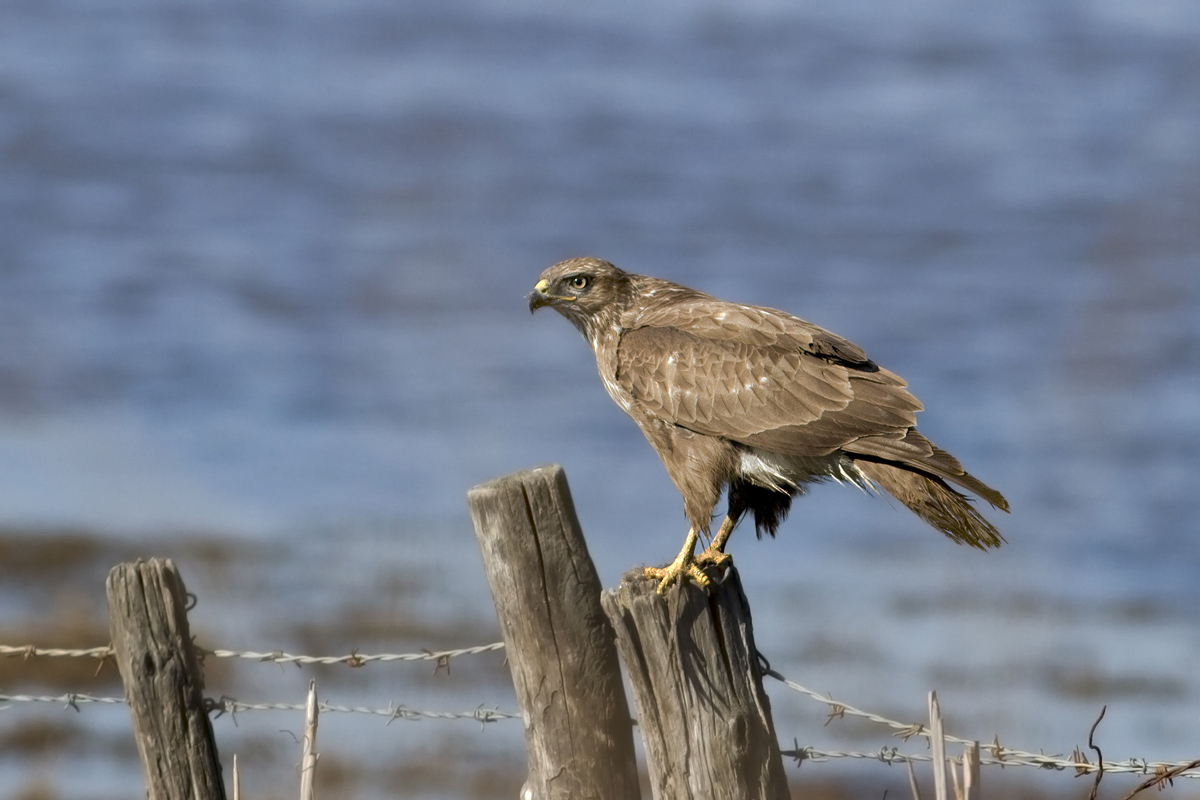 buzzard
