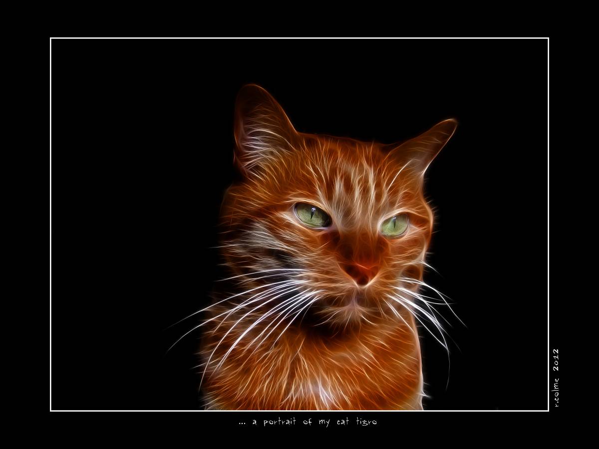 a portriat of my cat