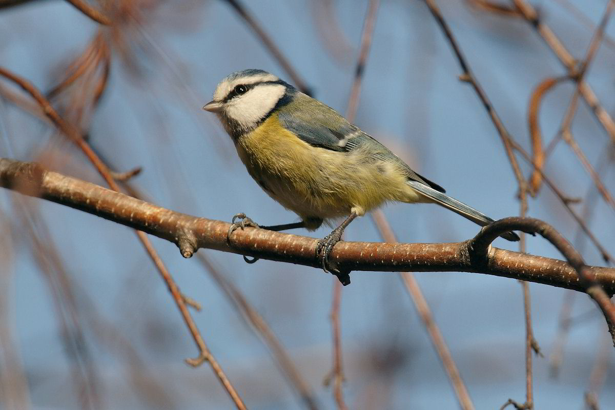 Blue Tit