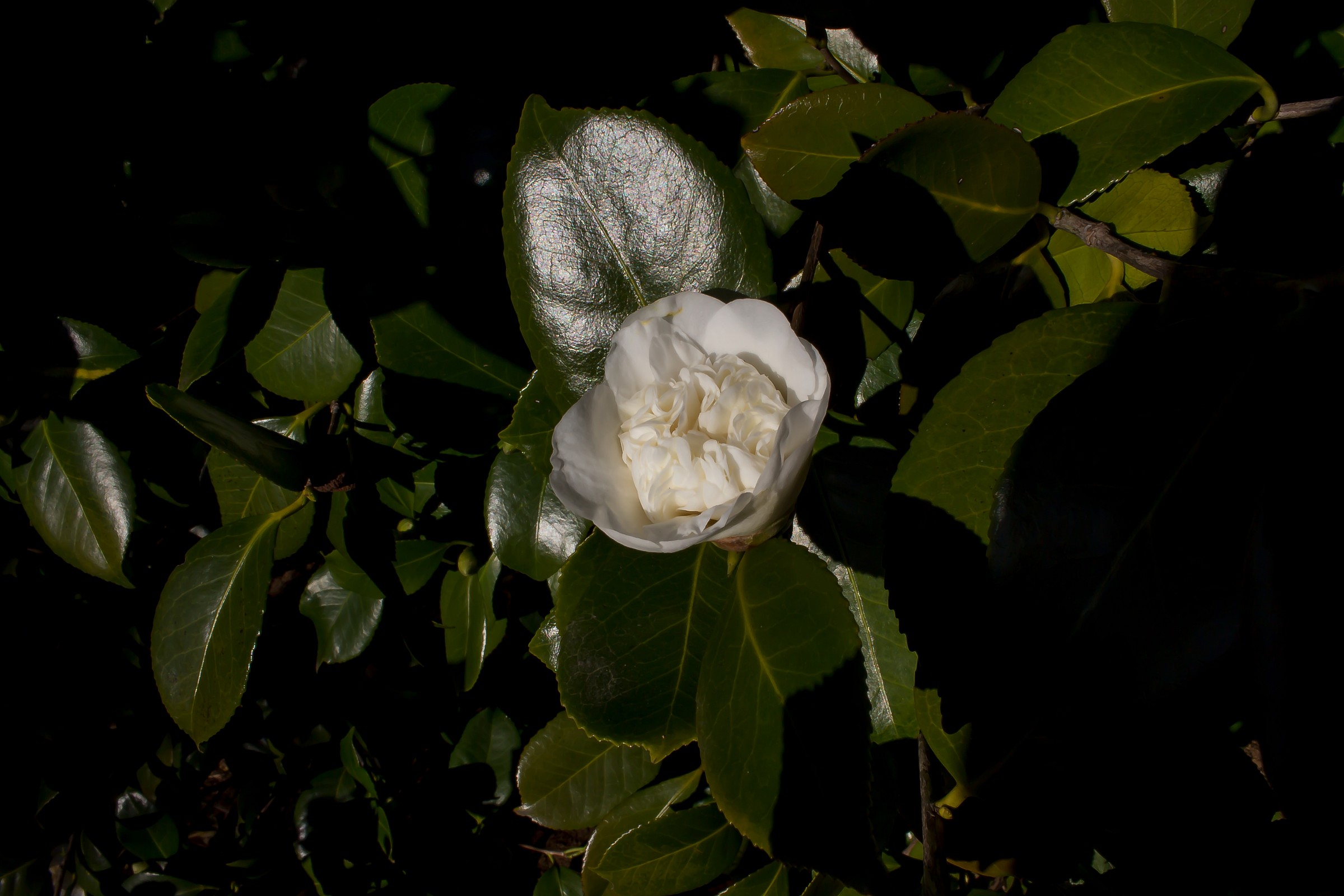 Camelia Bianca
