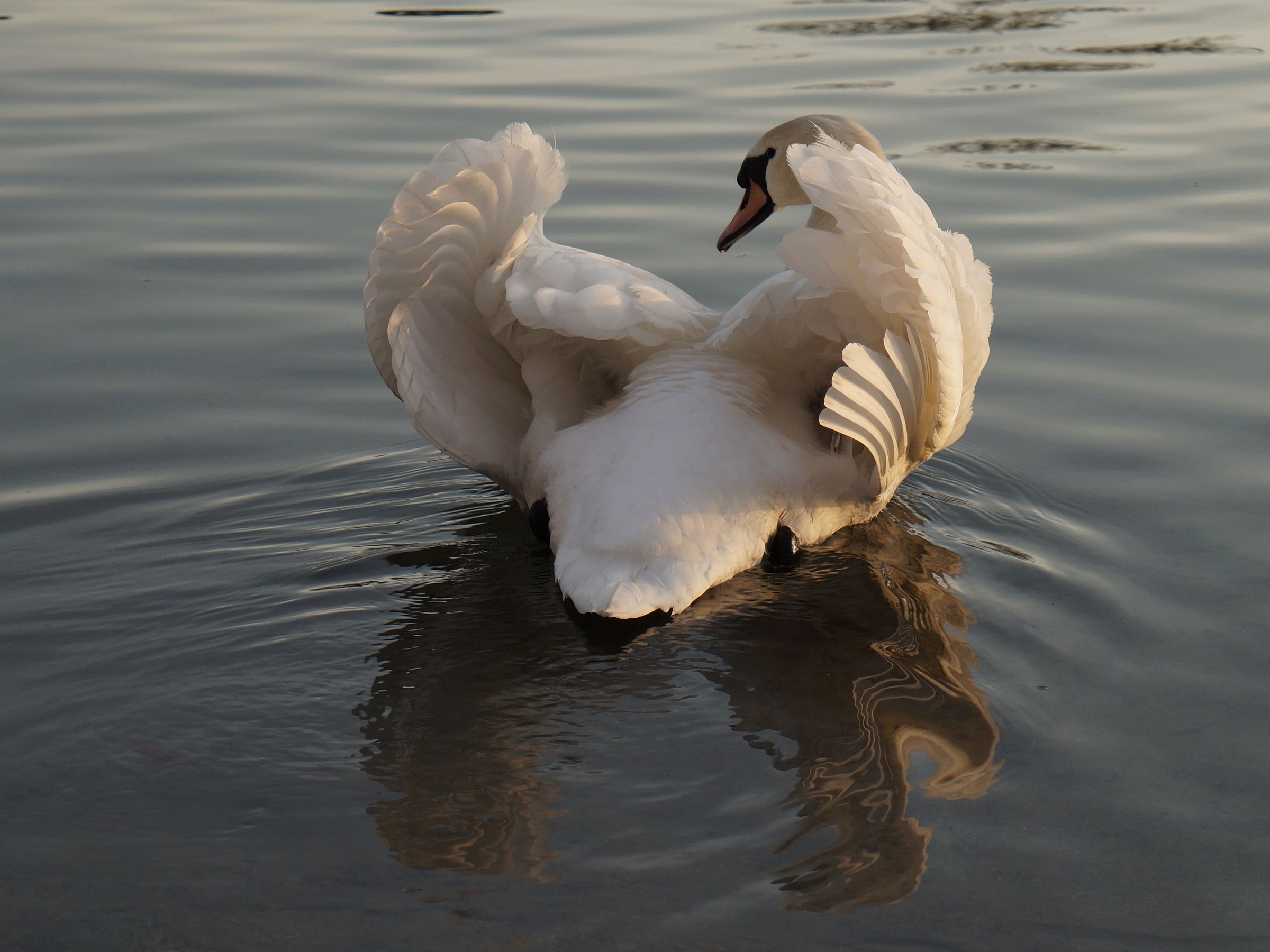 Cigno - Vista di 3/4 posteriore