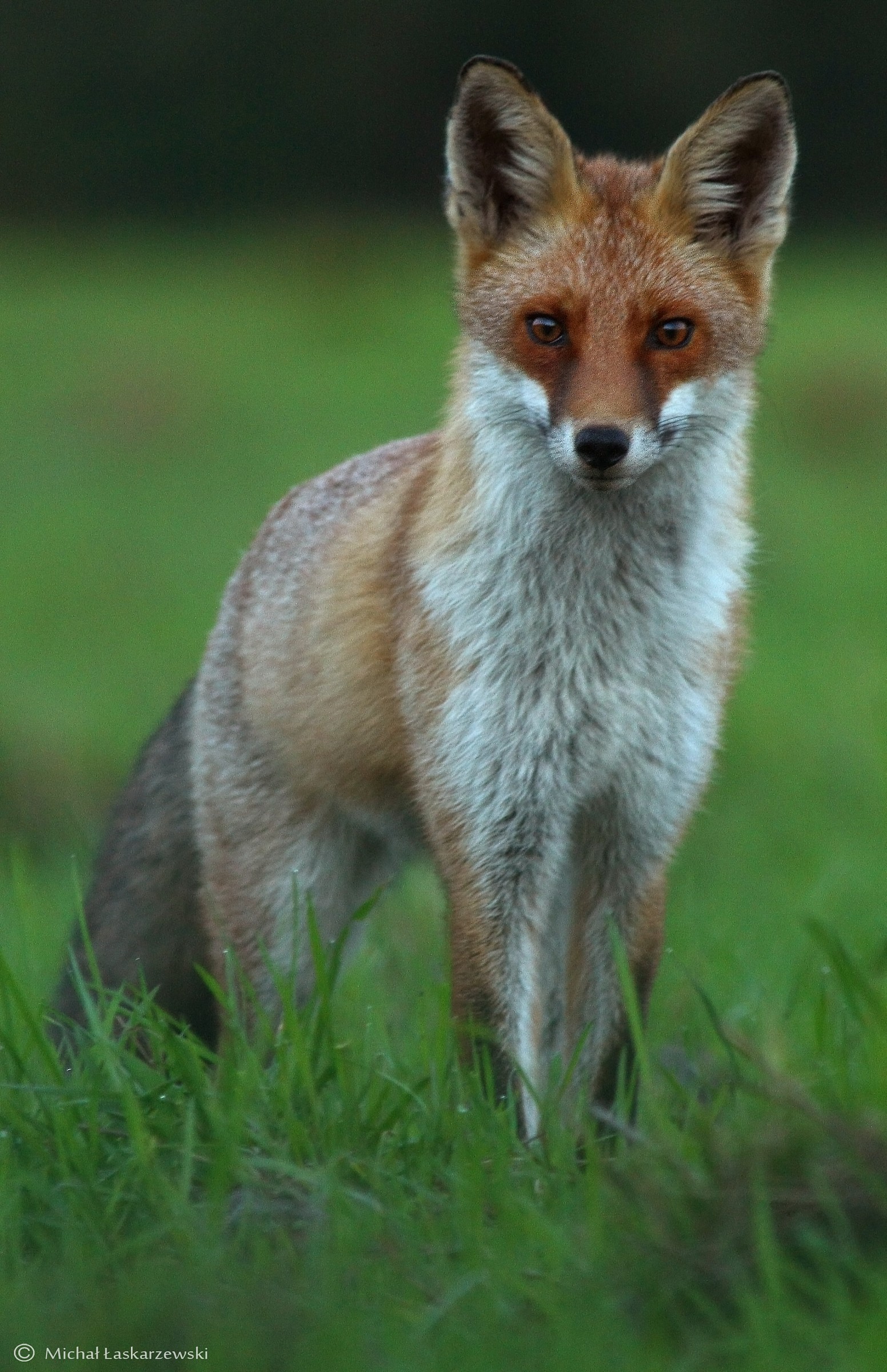 Fox portrait