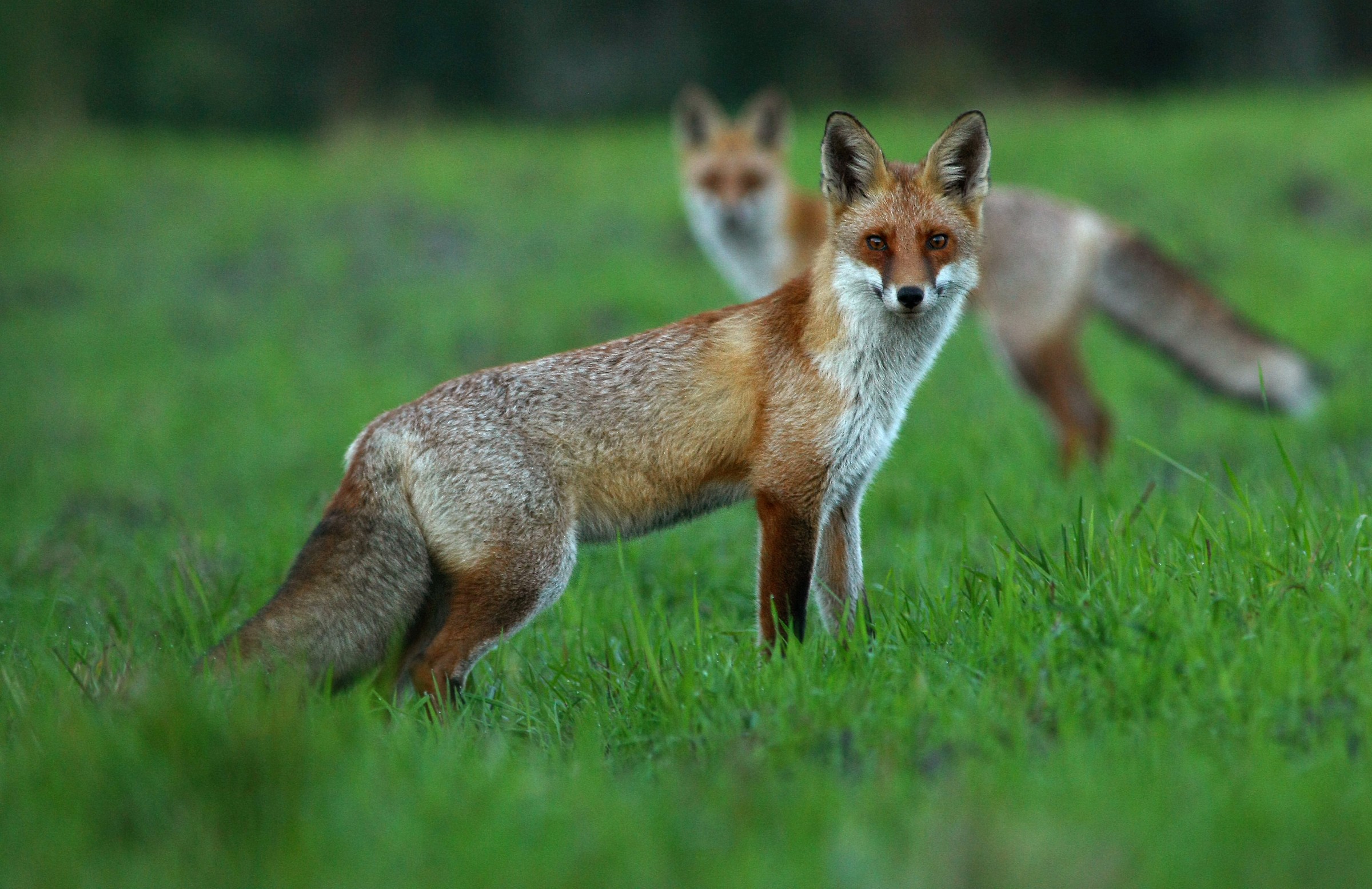 Una coppia di foxes_1