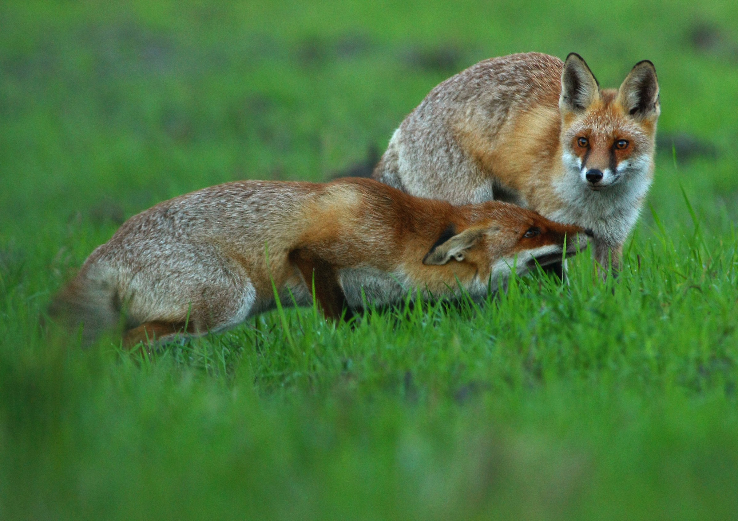 Una coppia di foxes_2