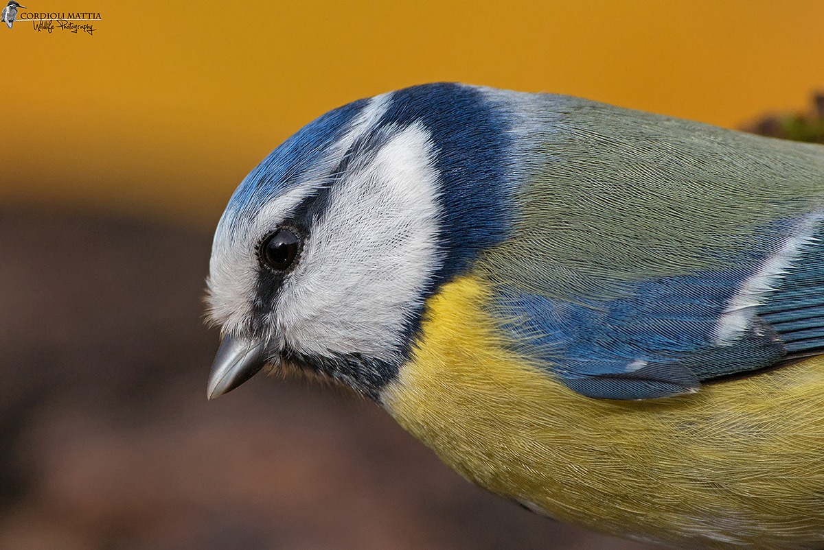 Passport photo to the tit ...