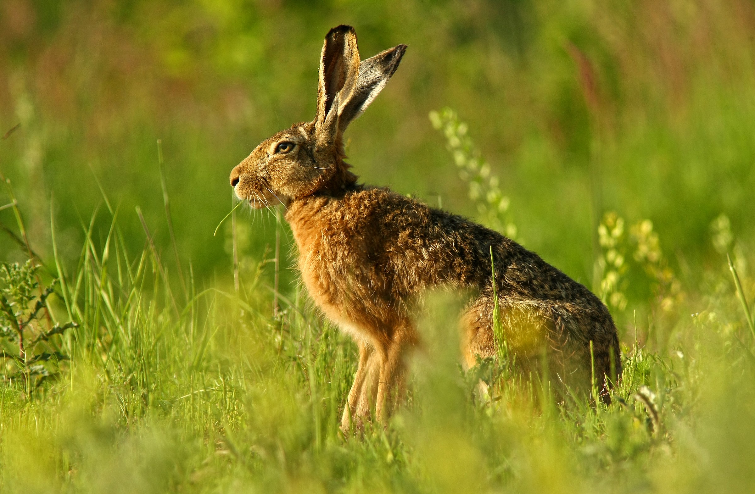 Hare 3