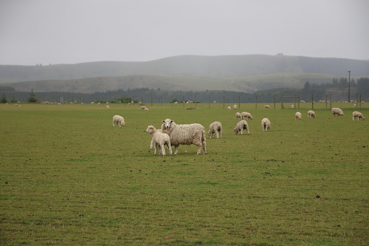 Gli abitanti della South Island