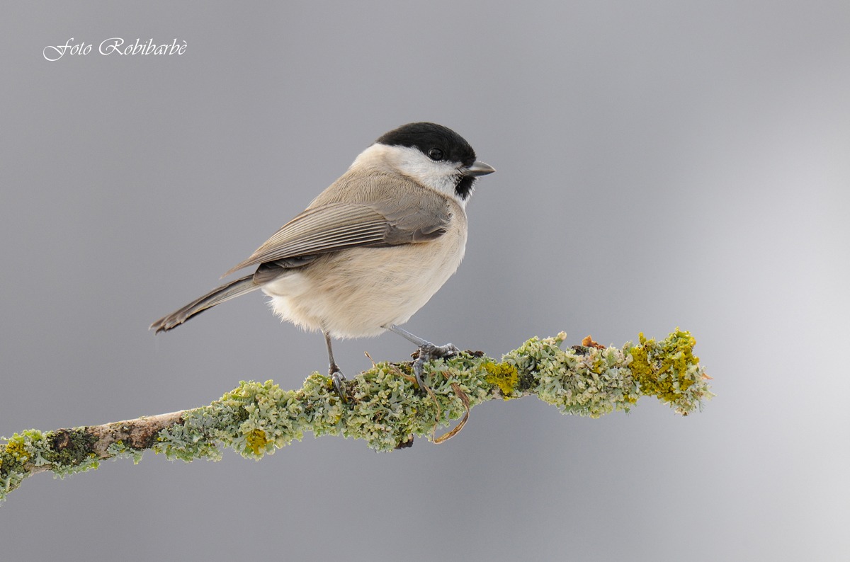 Cincia bigia alpestre....