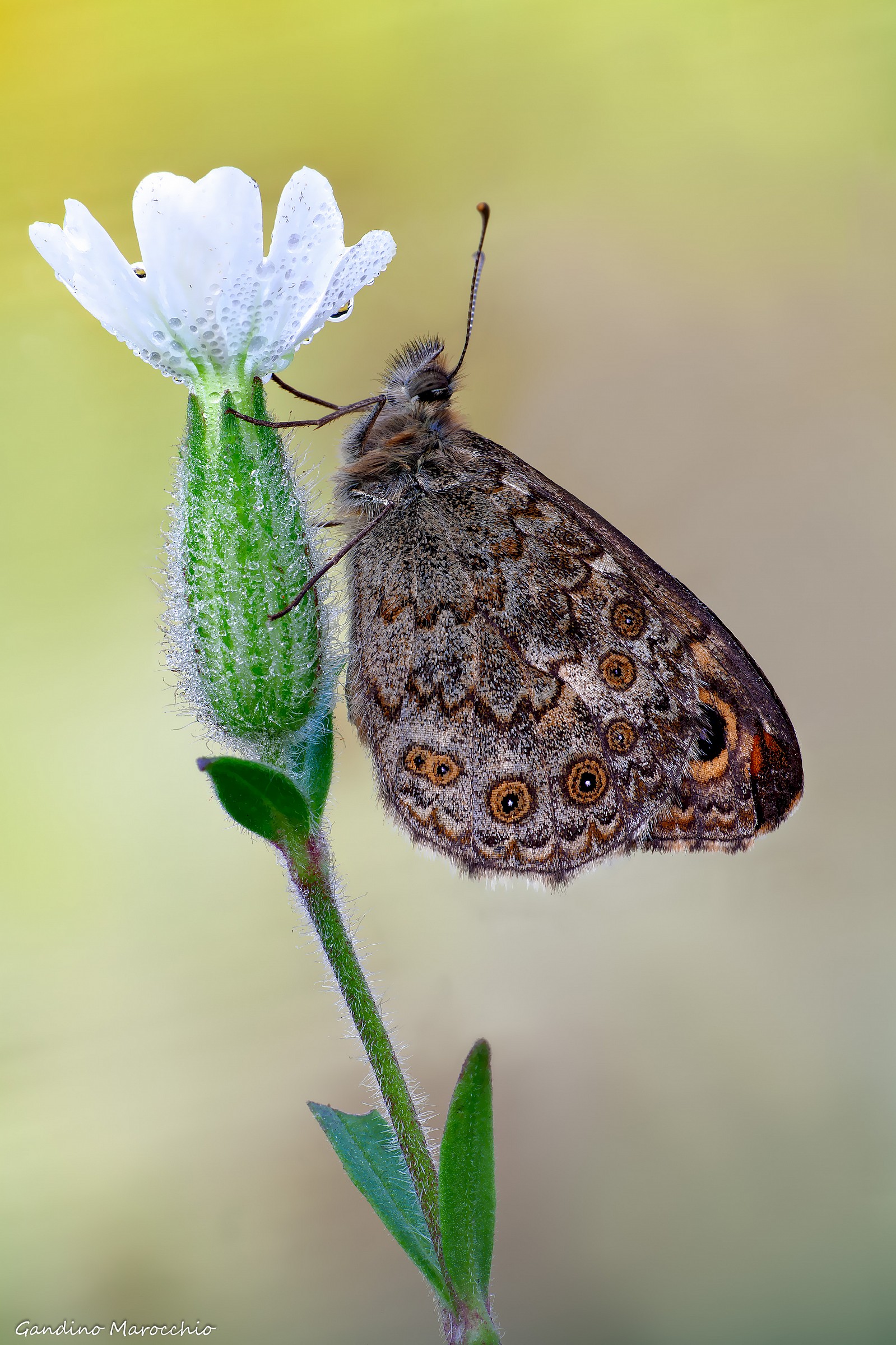 La Bastarda (Lasiommata megera)