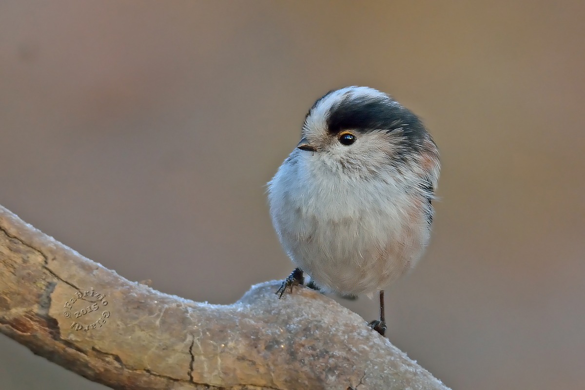 Codibugnolo (Aegithalos caudatus)
