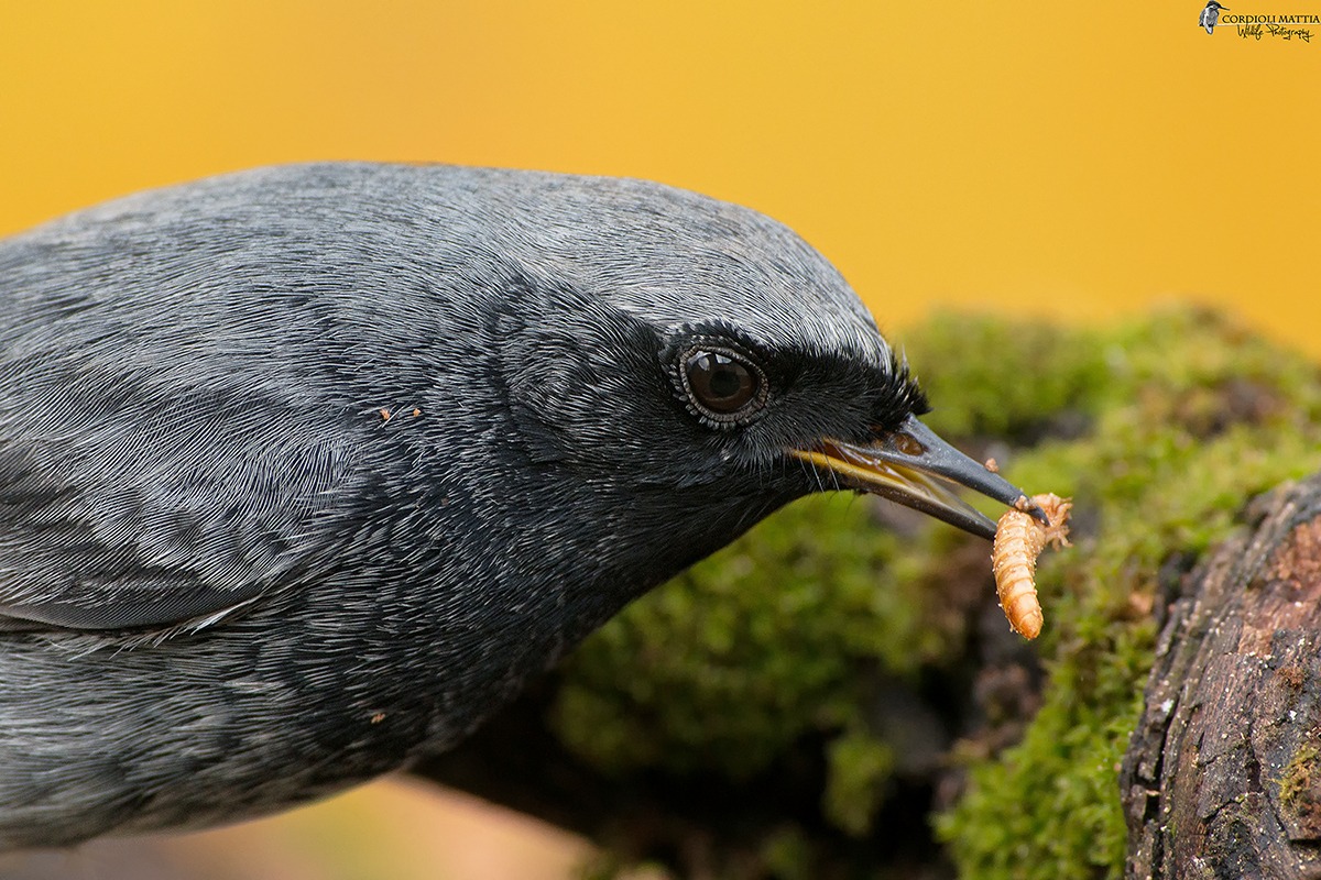 Chimney sweep Redstart Male