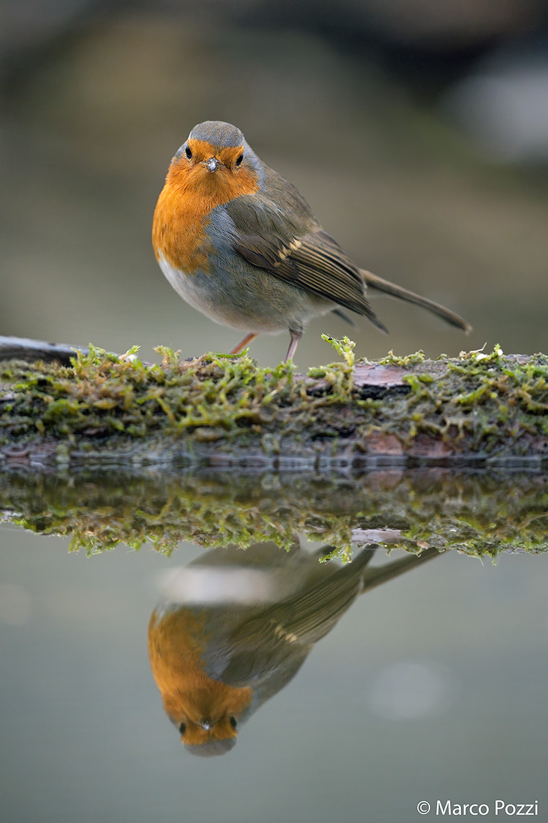robin in the mirror