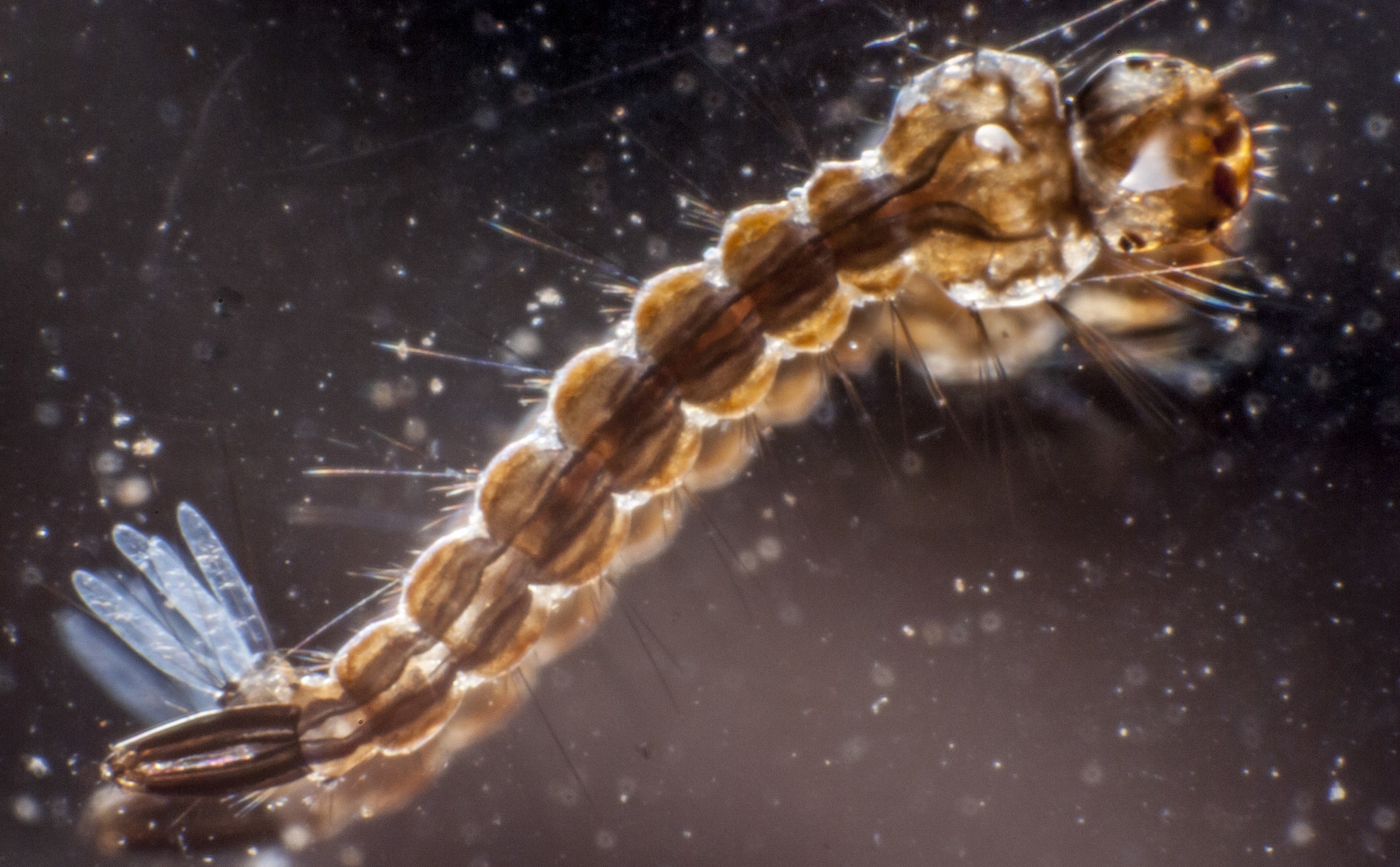 Larva di Zanzara Tigre. L'umanità mi aspetta!