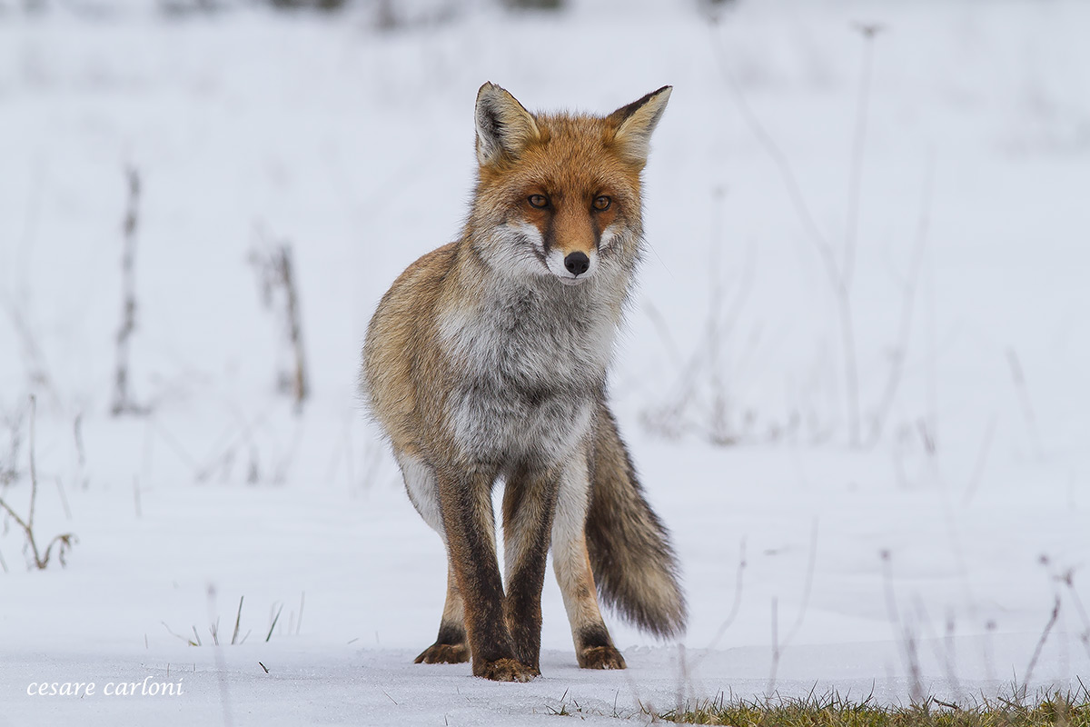 Fox (Vulpes vulpes)