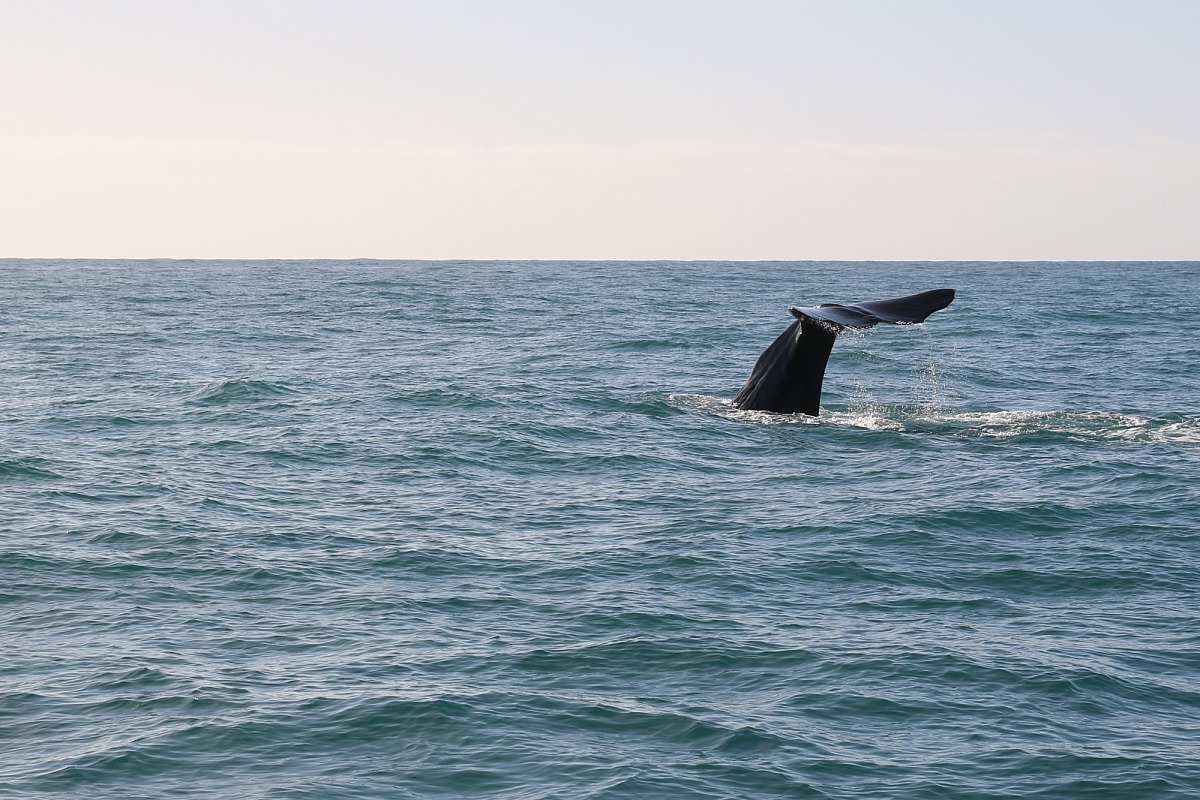 Sperm whale