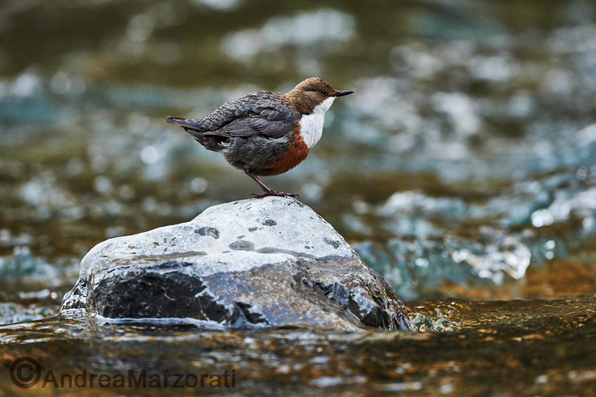 Dipper