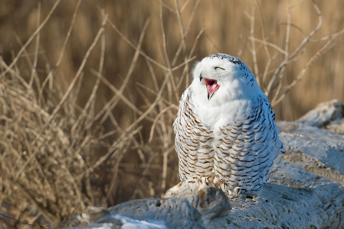 Snowy Owl