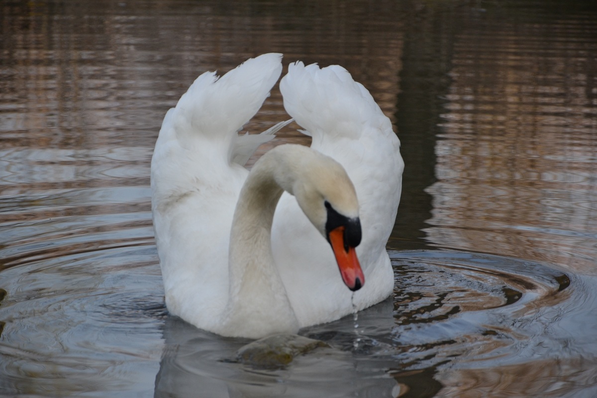 the thirst of the swan