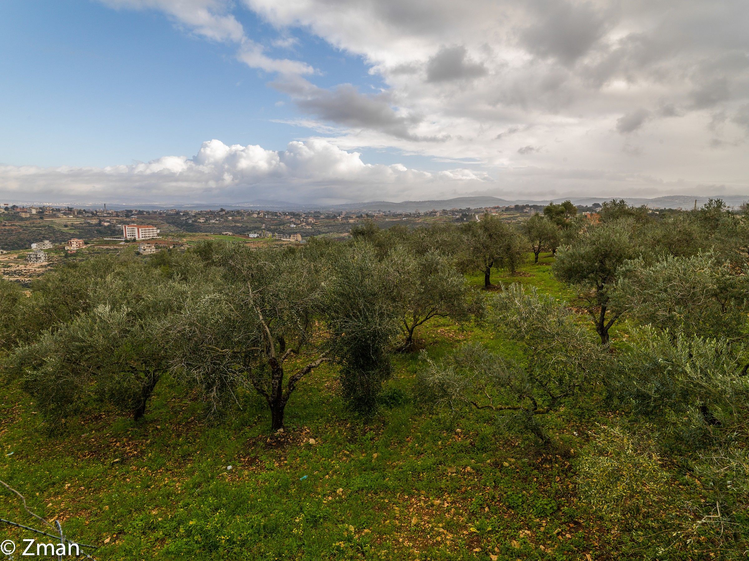 The Olive trees
