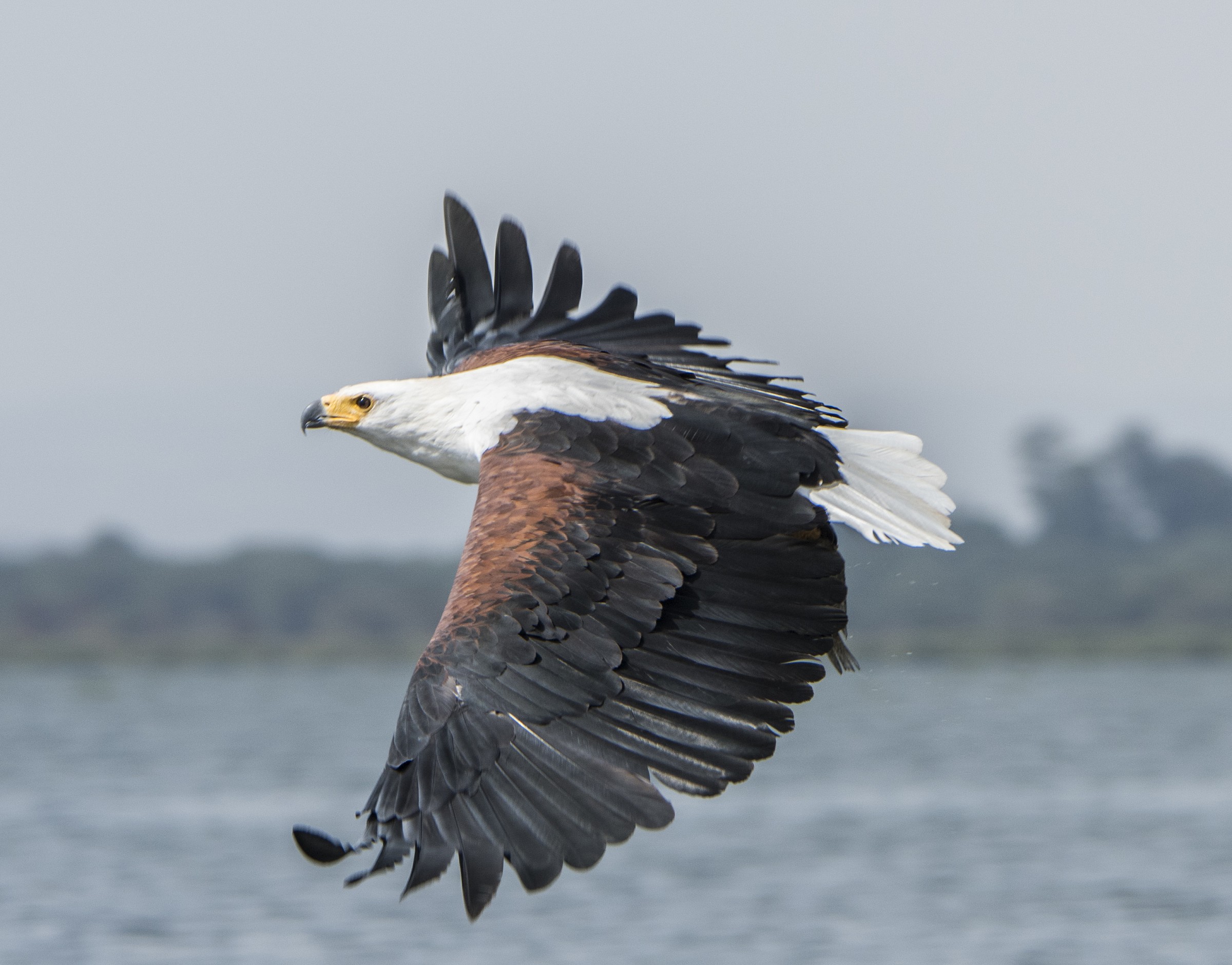 Aquila Pescatrice Africana con Preda
