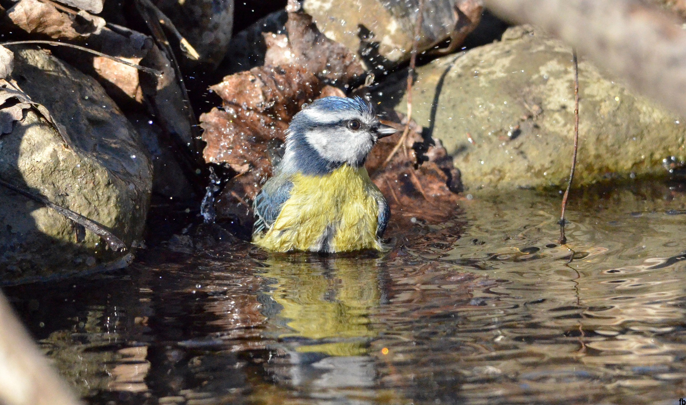 the bath of blue tit