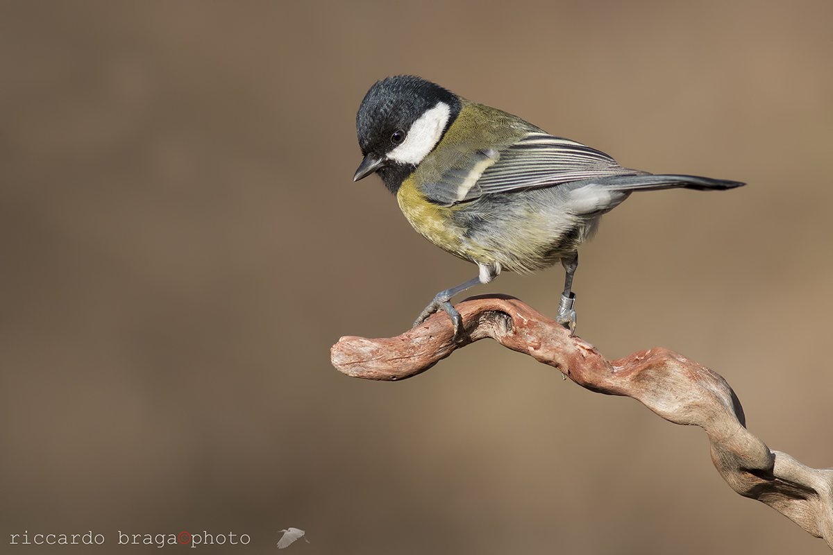 Great Tit