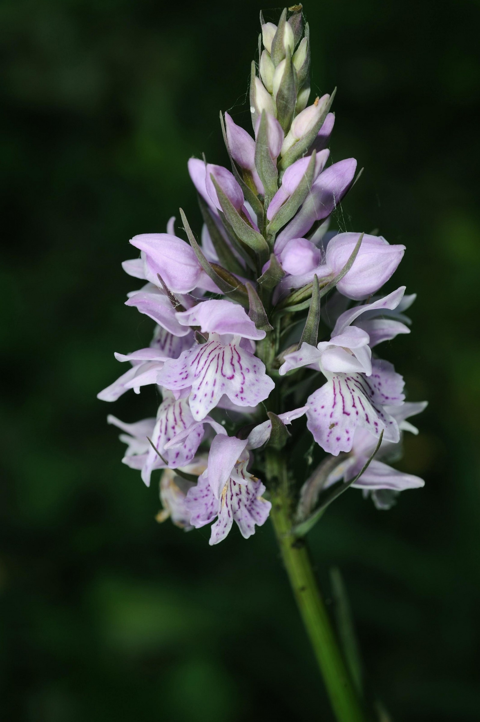Dactylorhiza maculata subsp. fuchsii