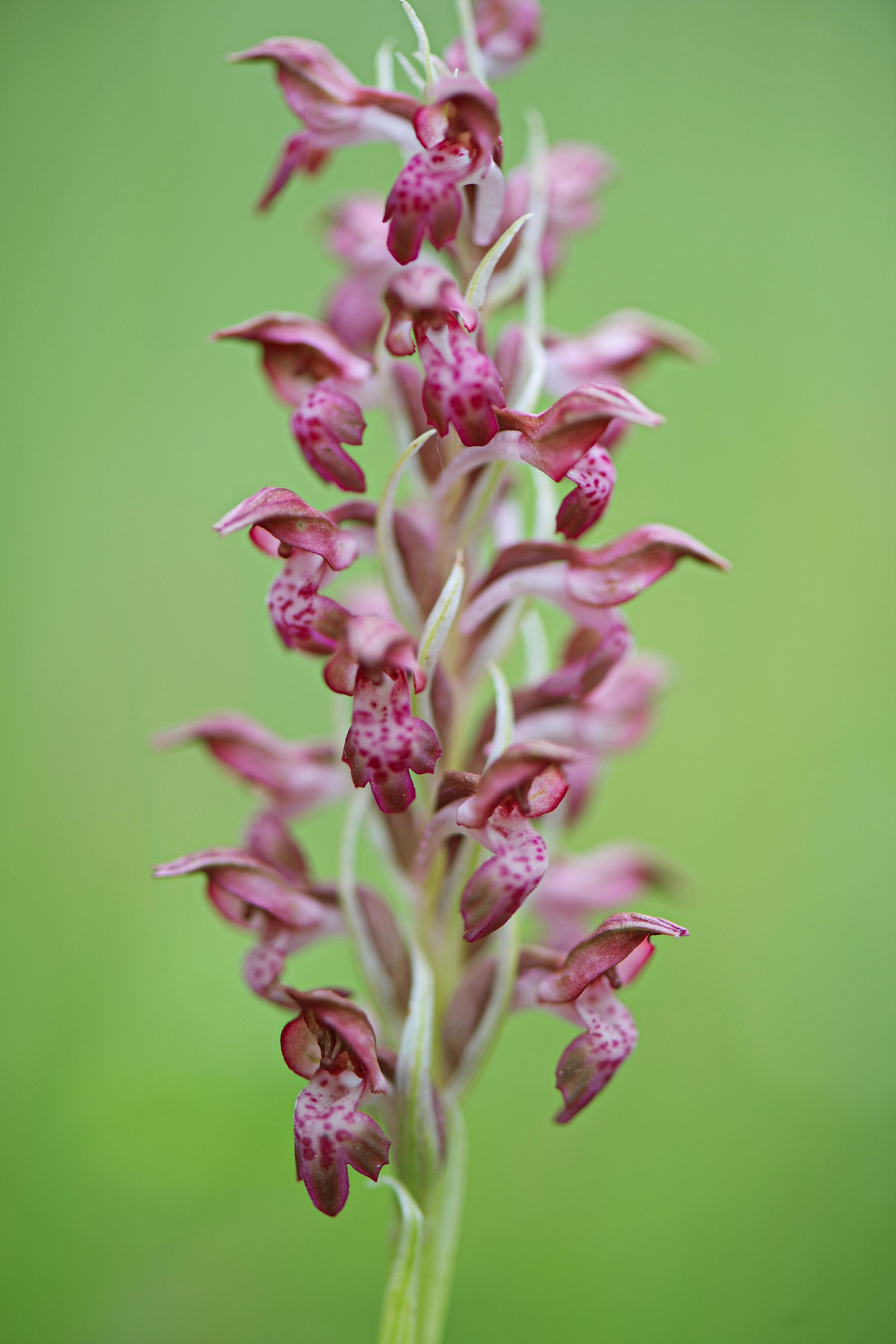 anacamptis coriophora