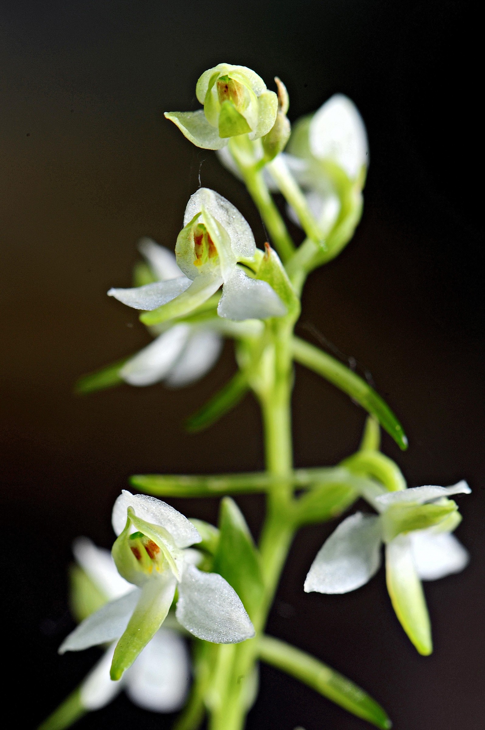 Platanthera bifolia