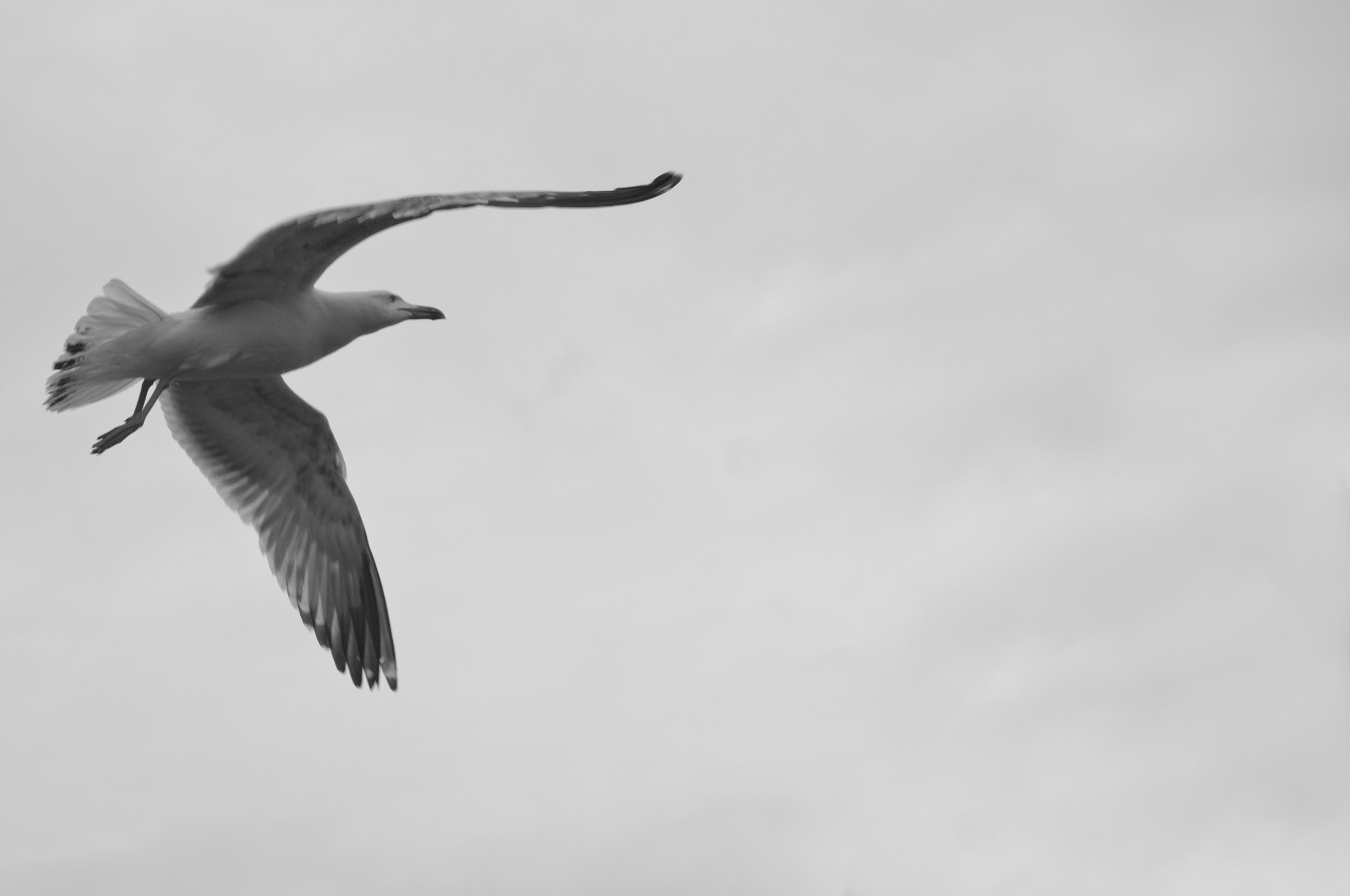 Seagull