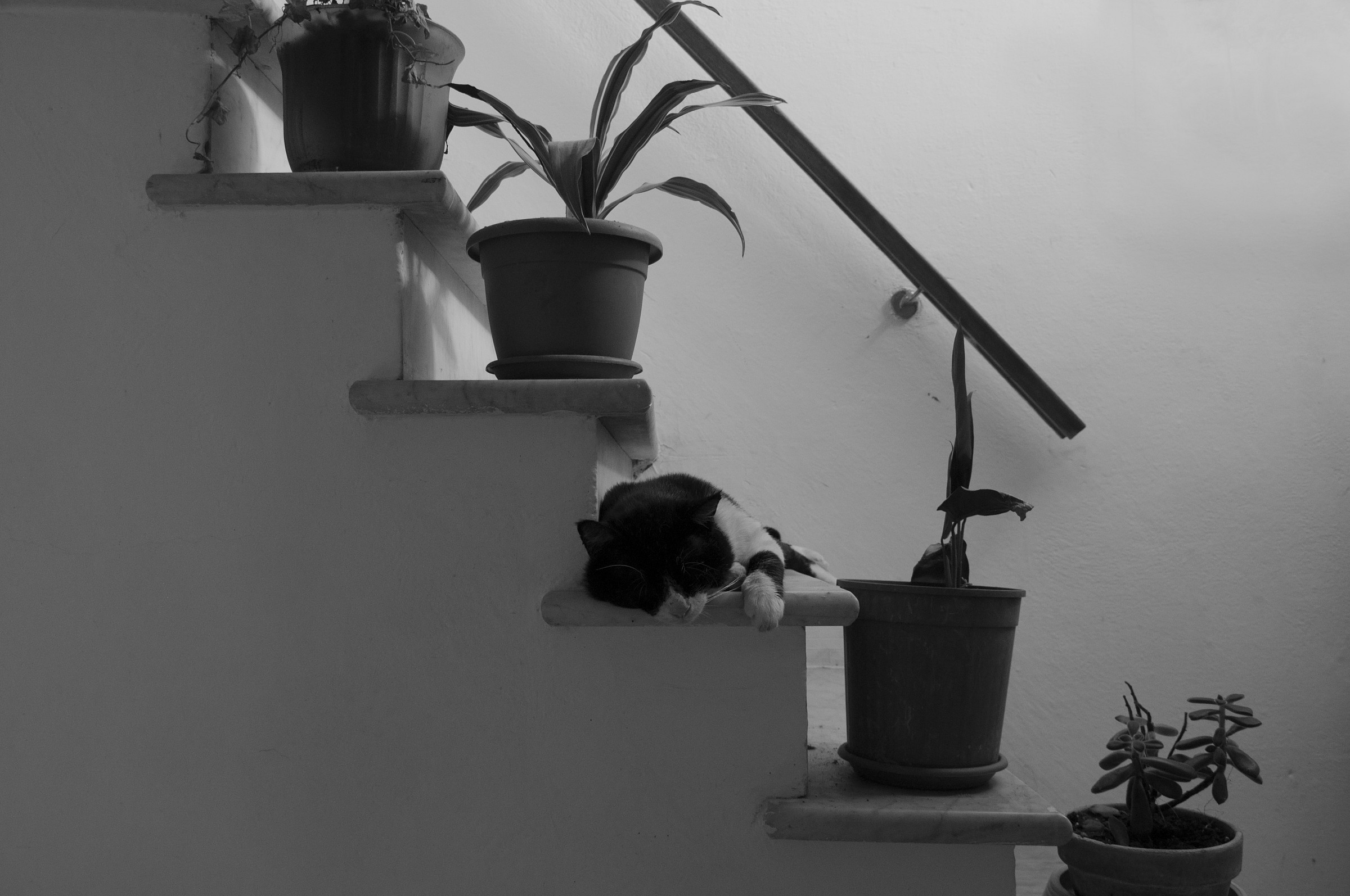 The Cat on the stairs
