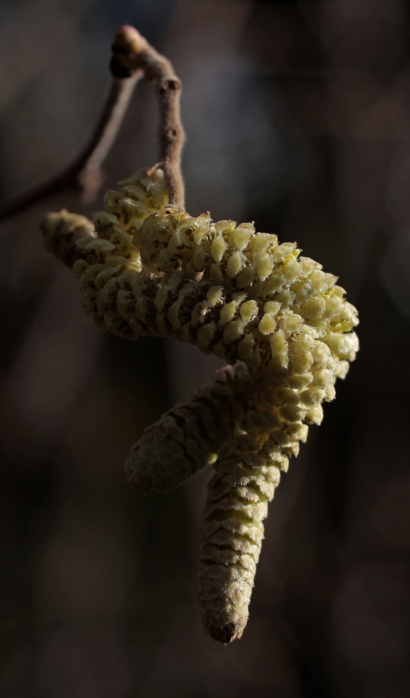 Sinuoso abbracio betullaceo