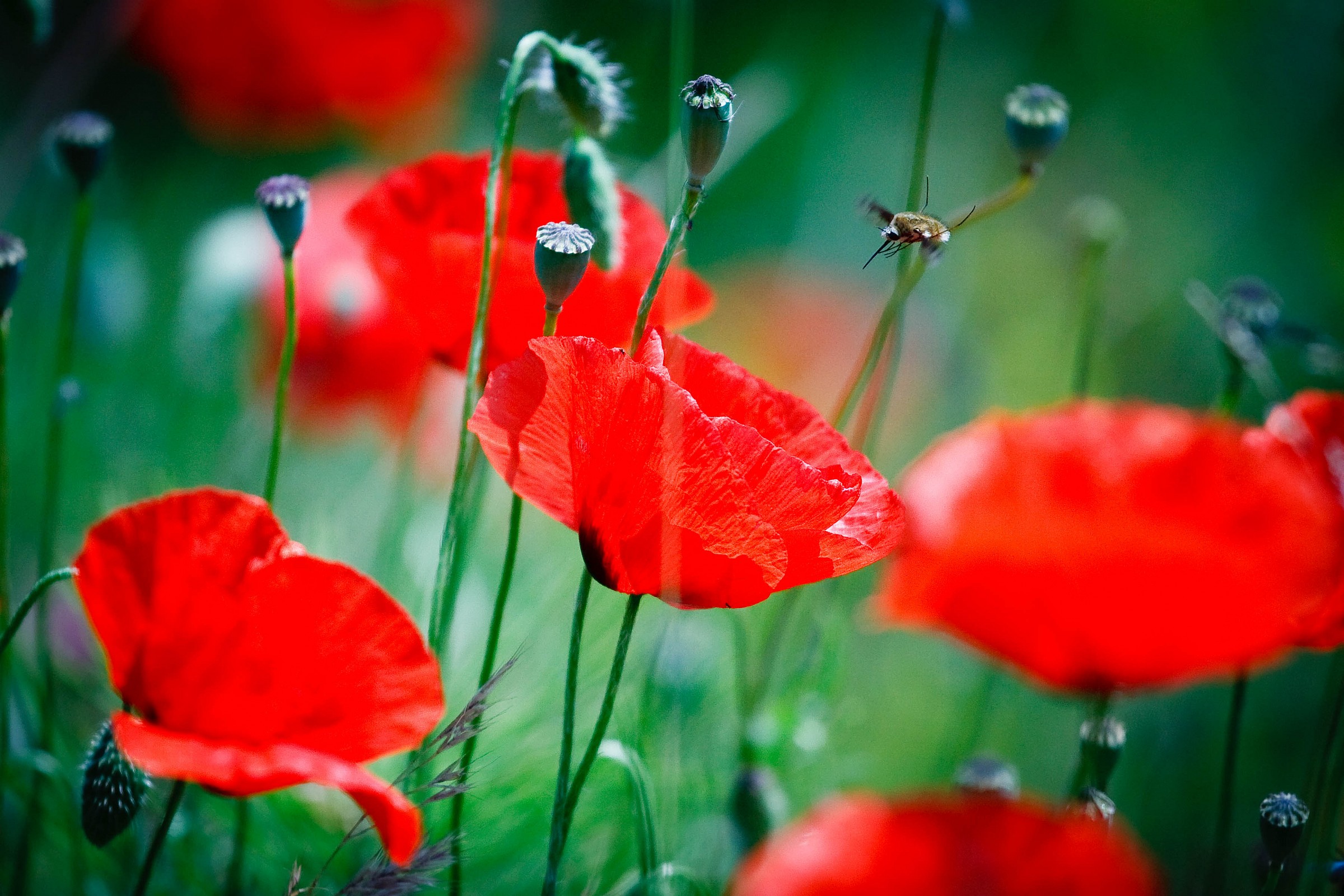 Papaveri... con visitatore in fase di atterraggio.