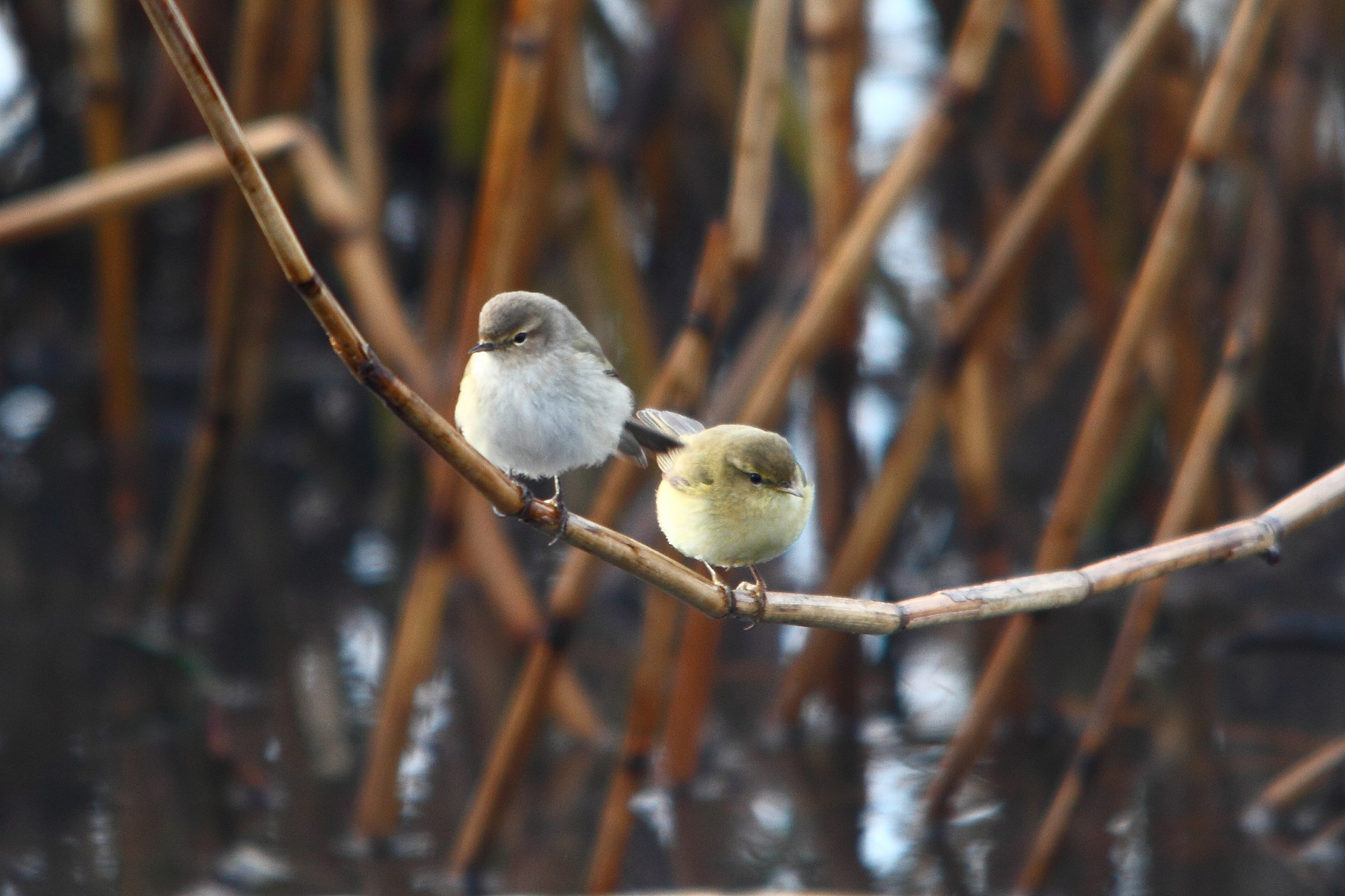 Waiting for a prey ...