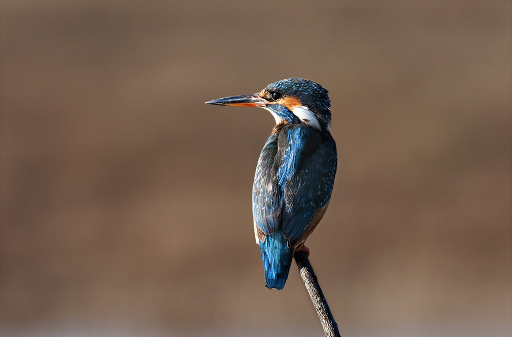Kingfisher