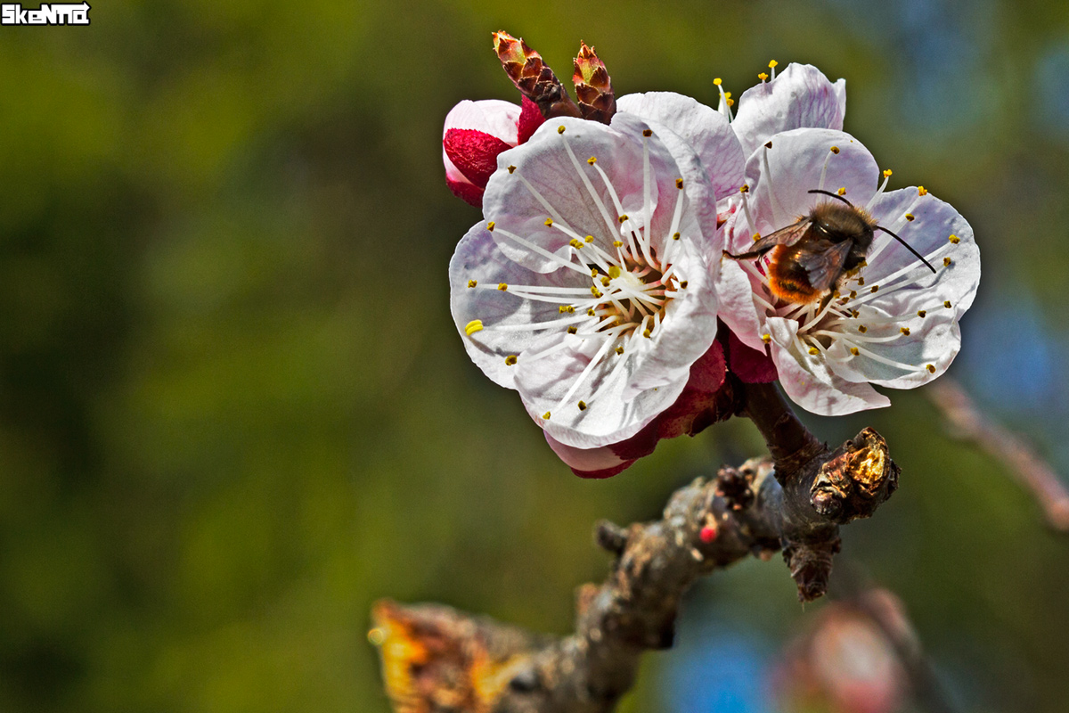 Small bumble bee on the flower of peach