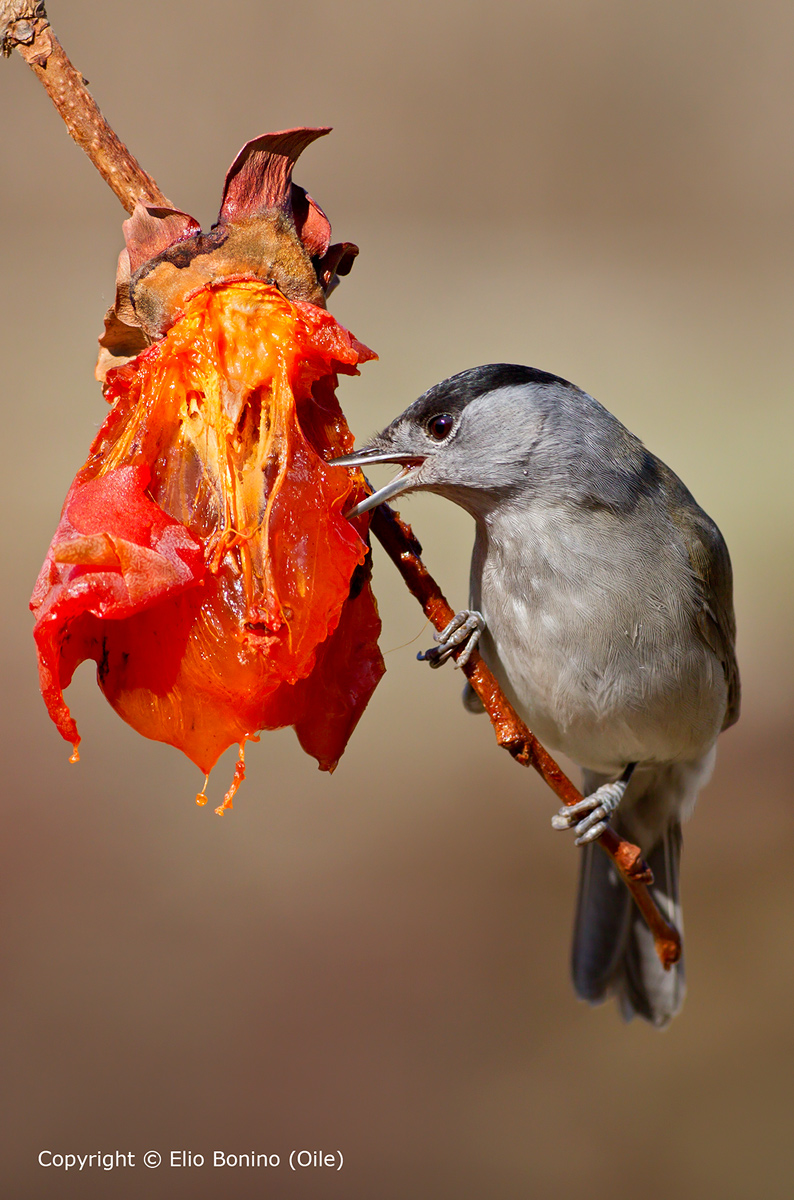 Blackcap (Sylvia atricapilla)-Male