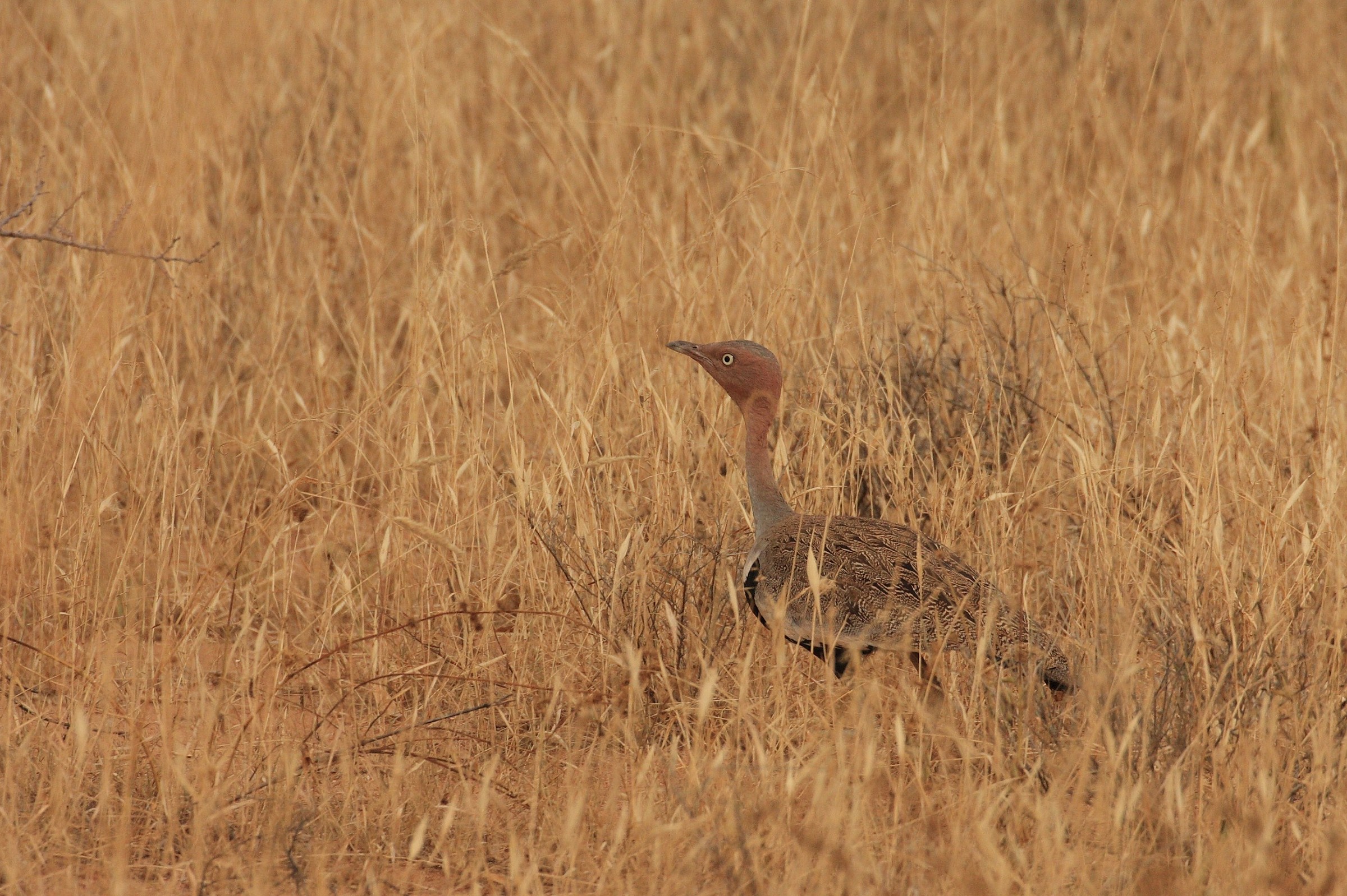 Bustard