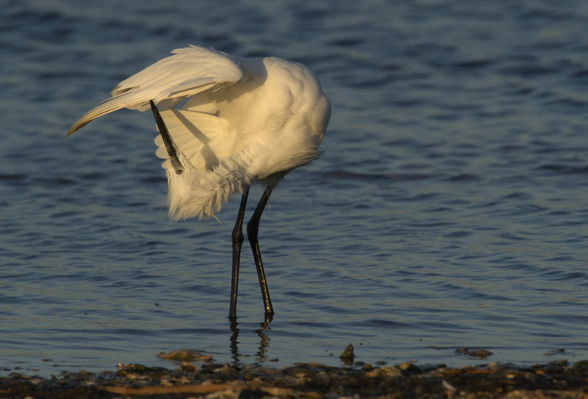 Contorsioni di una Garzetta