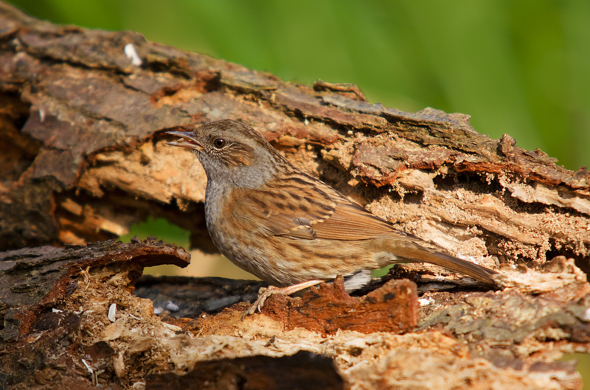Prunella modularis (Linnaeus, 1758) - Prunellidae, Dunnock.