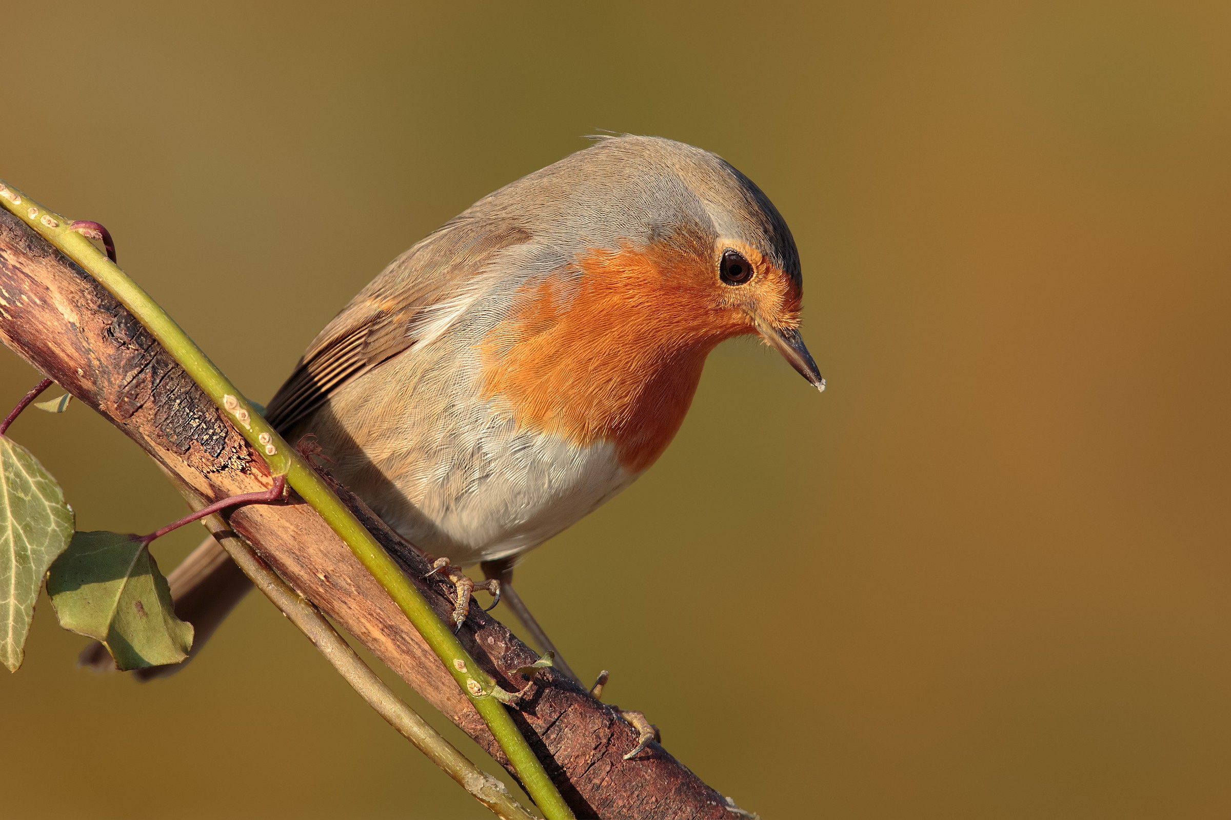 x-ray Robin...!!! :-)