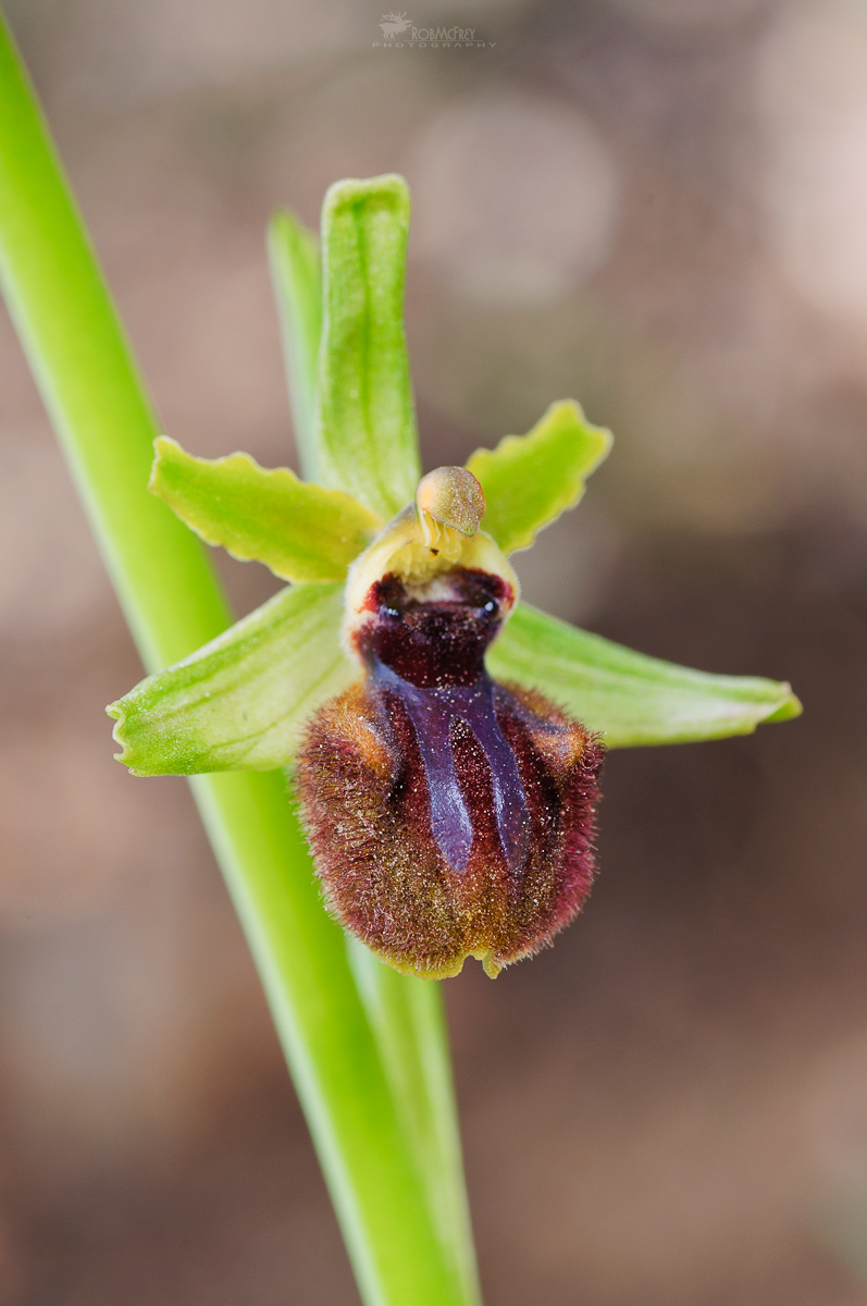 Ophrys incubacea