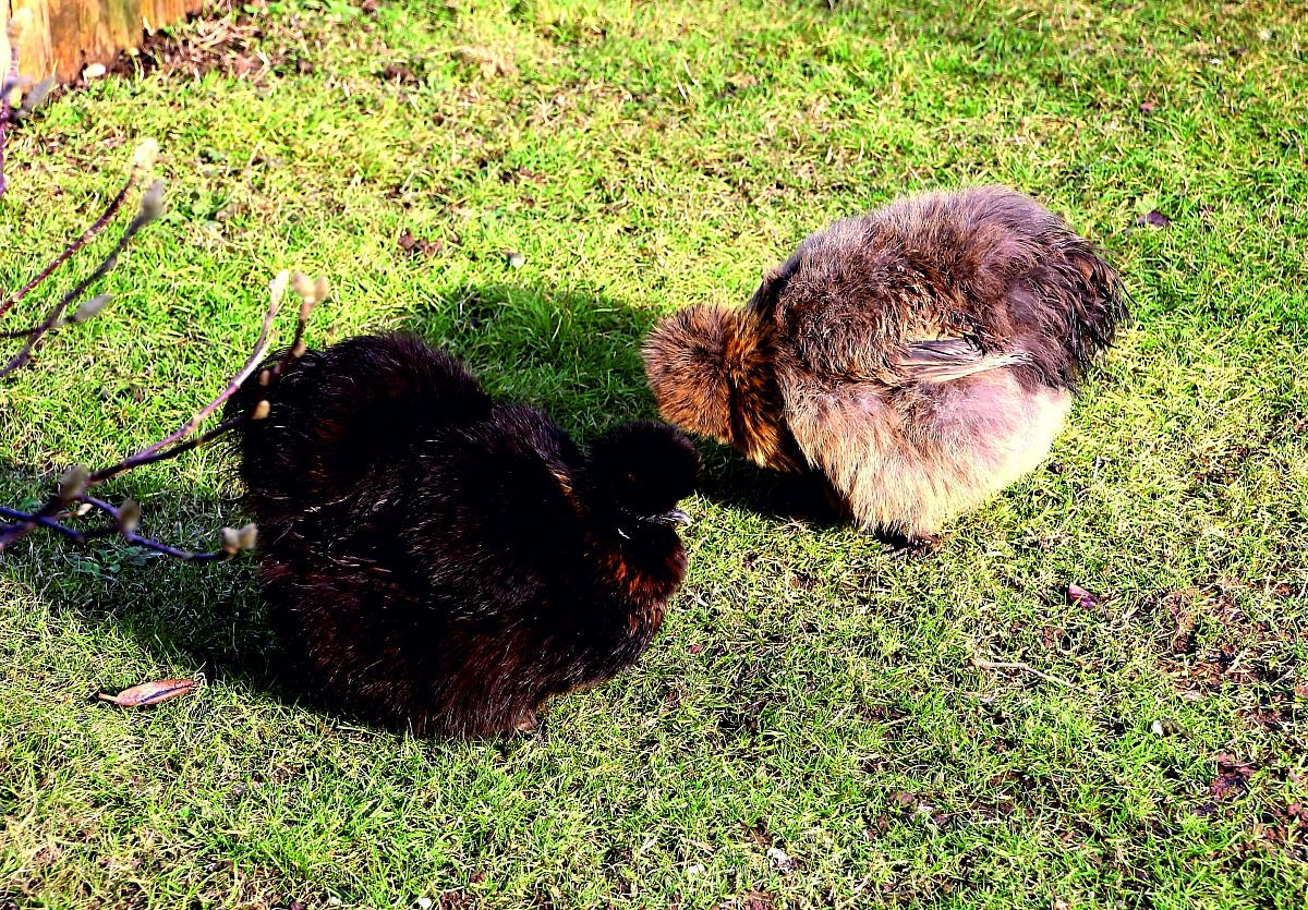 Silkie hen
