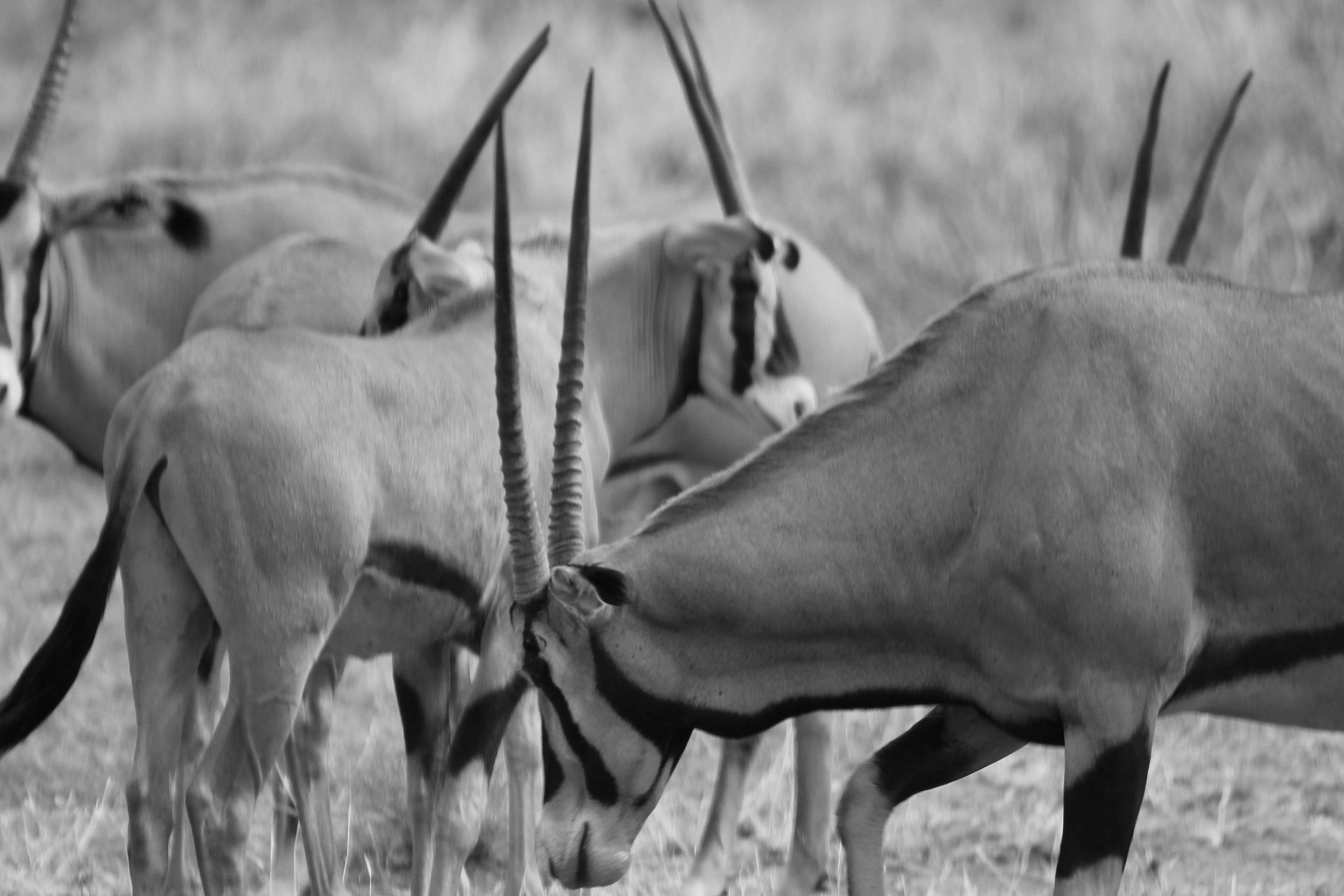 Antilopi_B\W