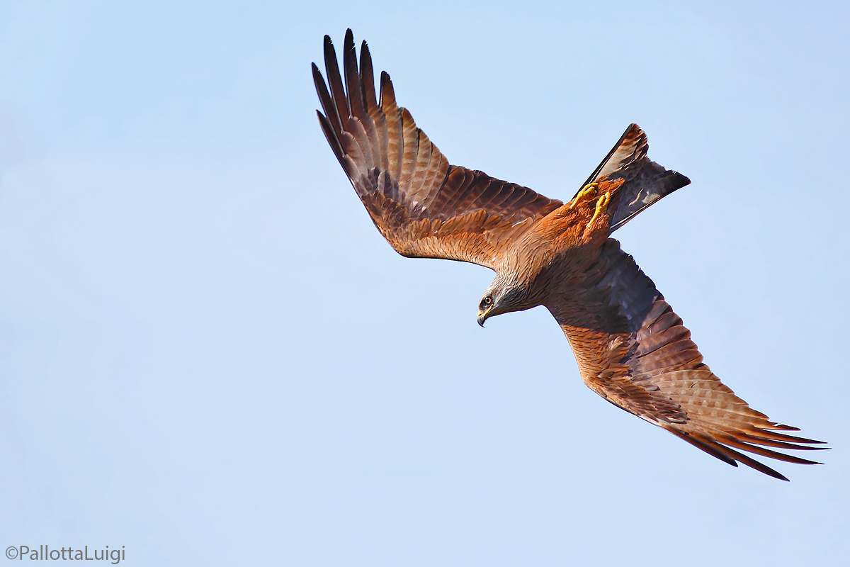 Black Kite (Milvus migrans)