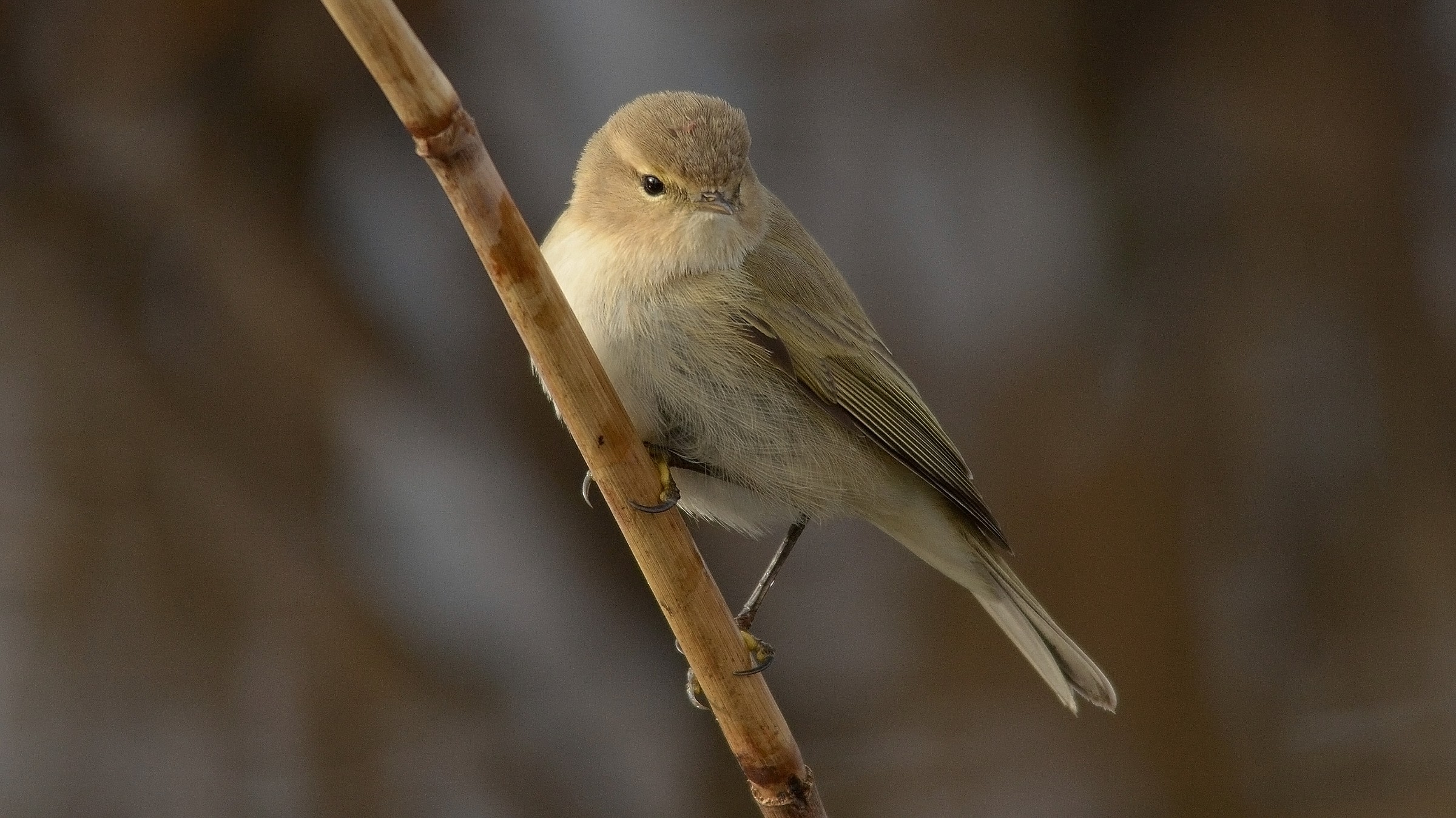 Chiffchaff